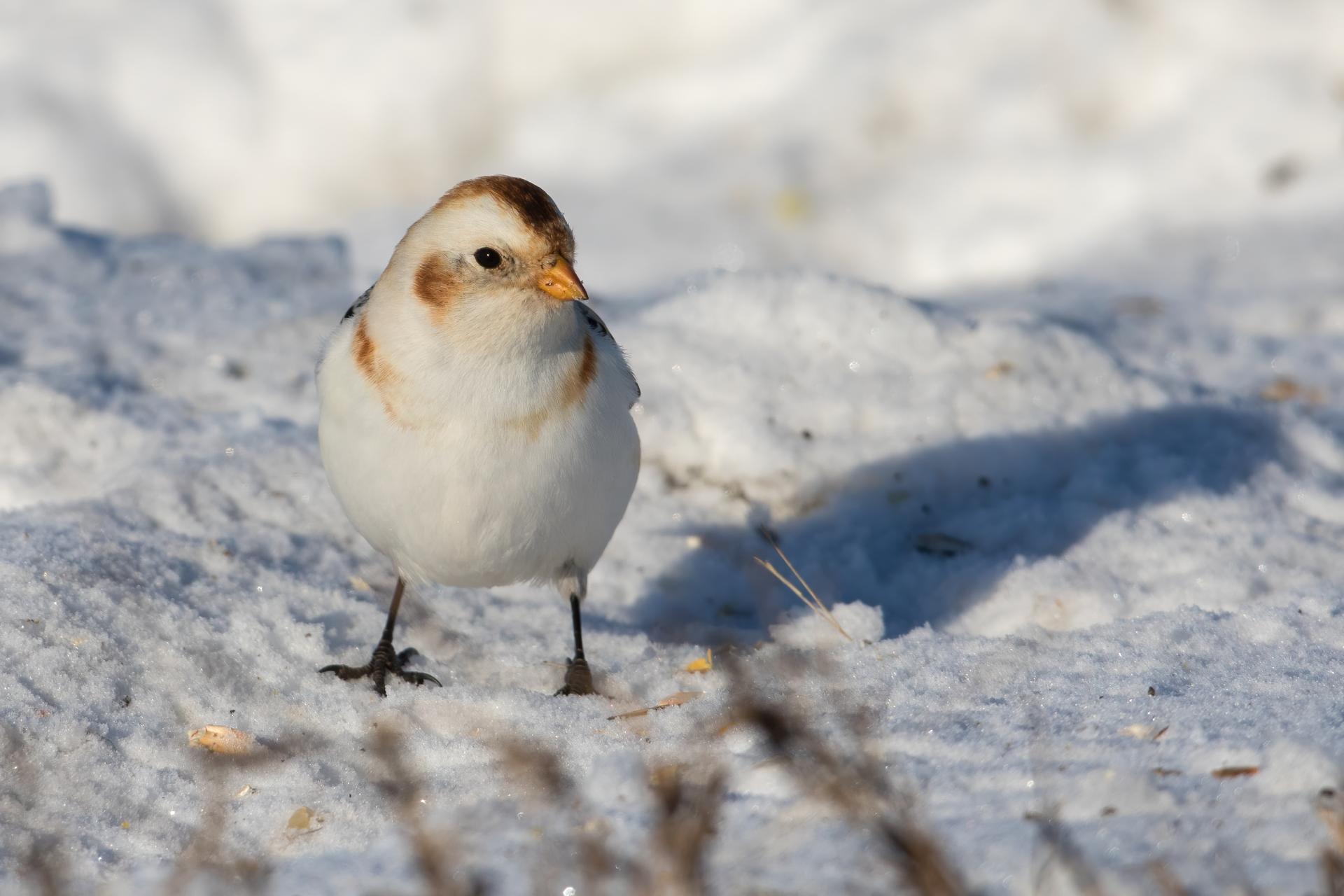 plectrophane-des-neiges-Snow-bunting