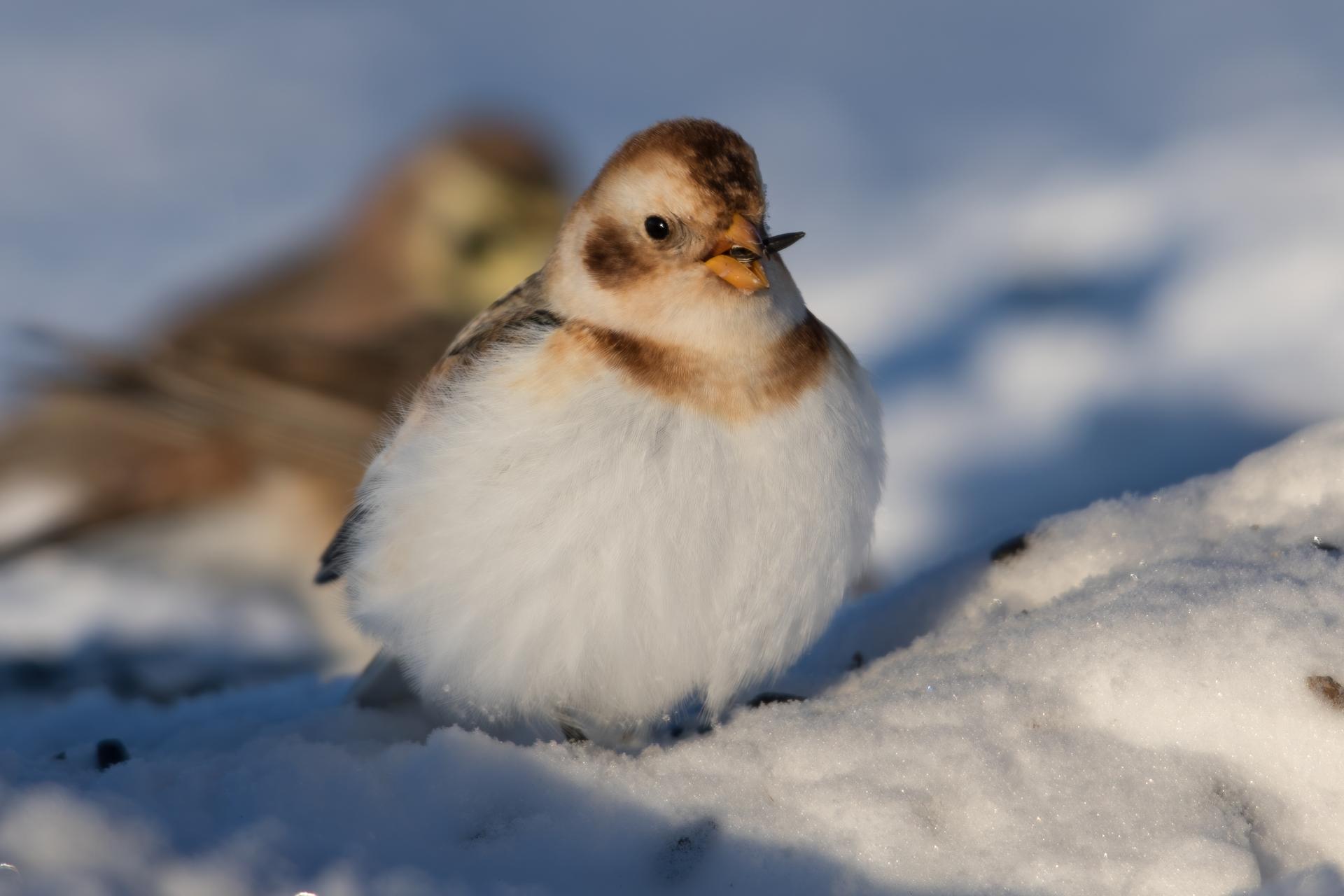 plectrophane-des-neiges-Snow-bunting
