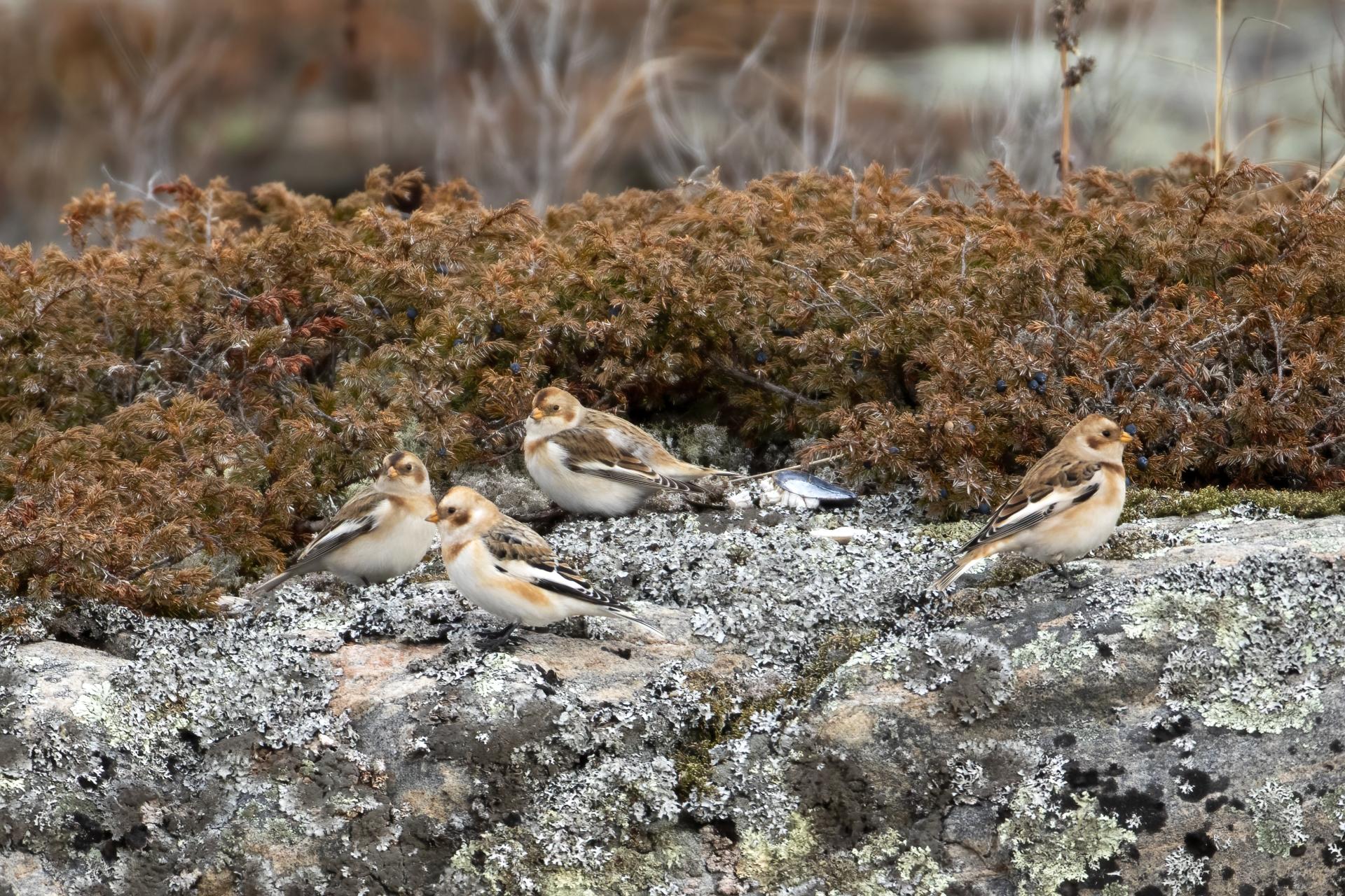 plectrophane-des-neiges-Snow-bunting