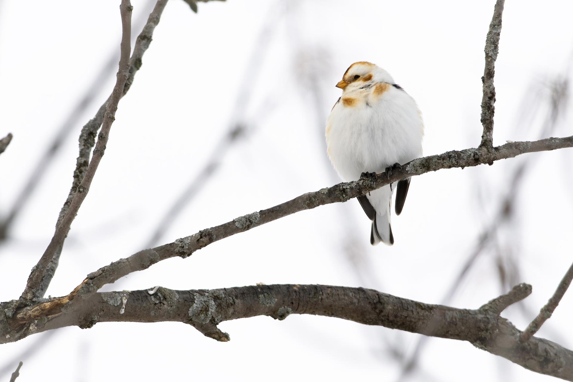 plectrophane-des-neiges-Snow-bunting