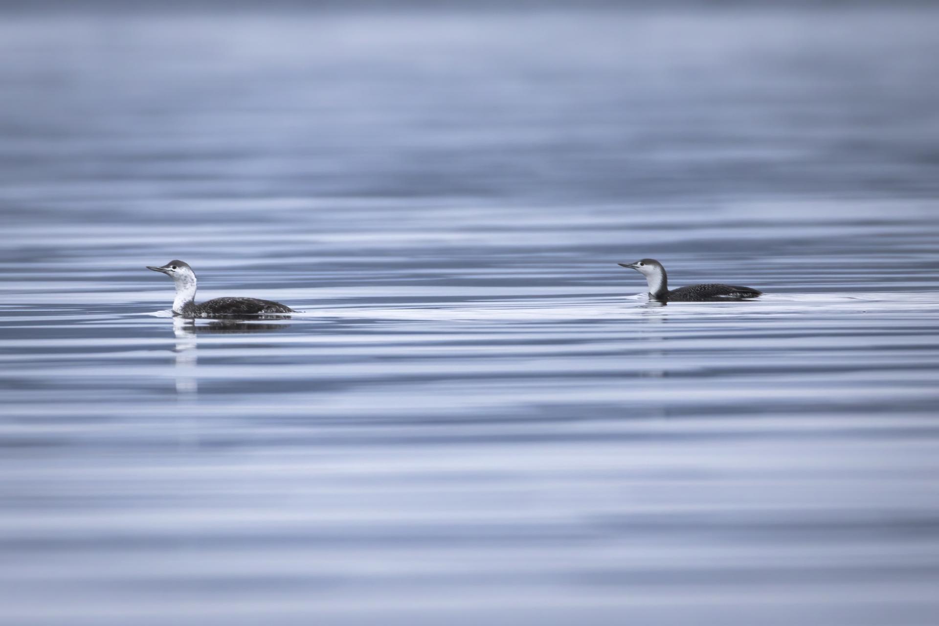 plongeon-catmarin-red-throated-loon
