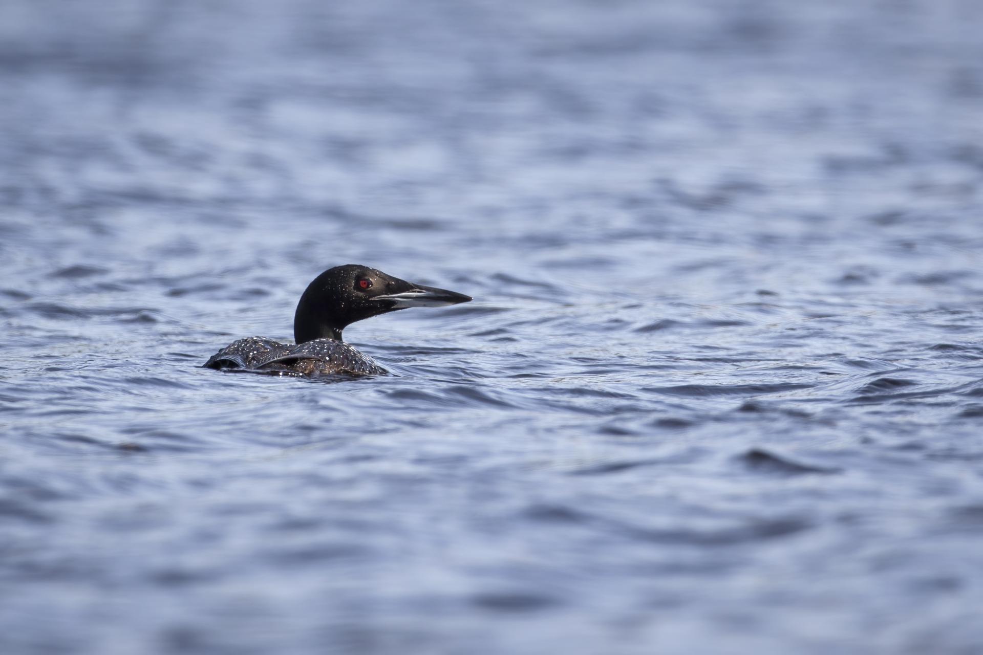 plongeon-huard-common-loon