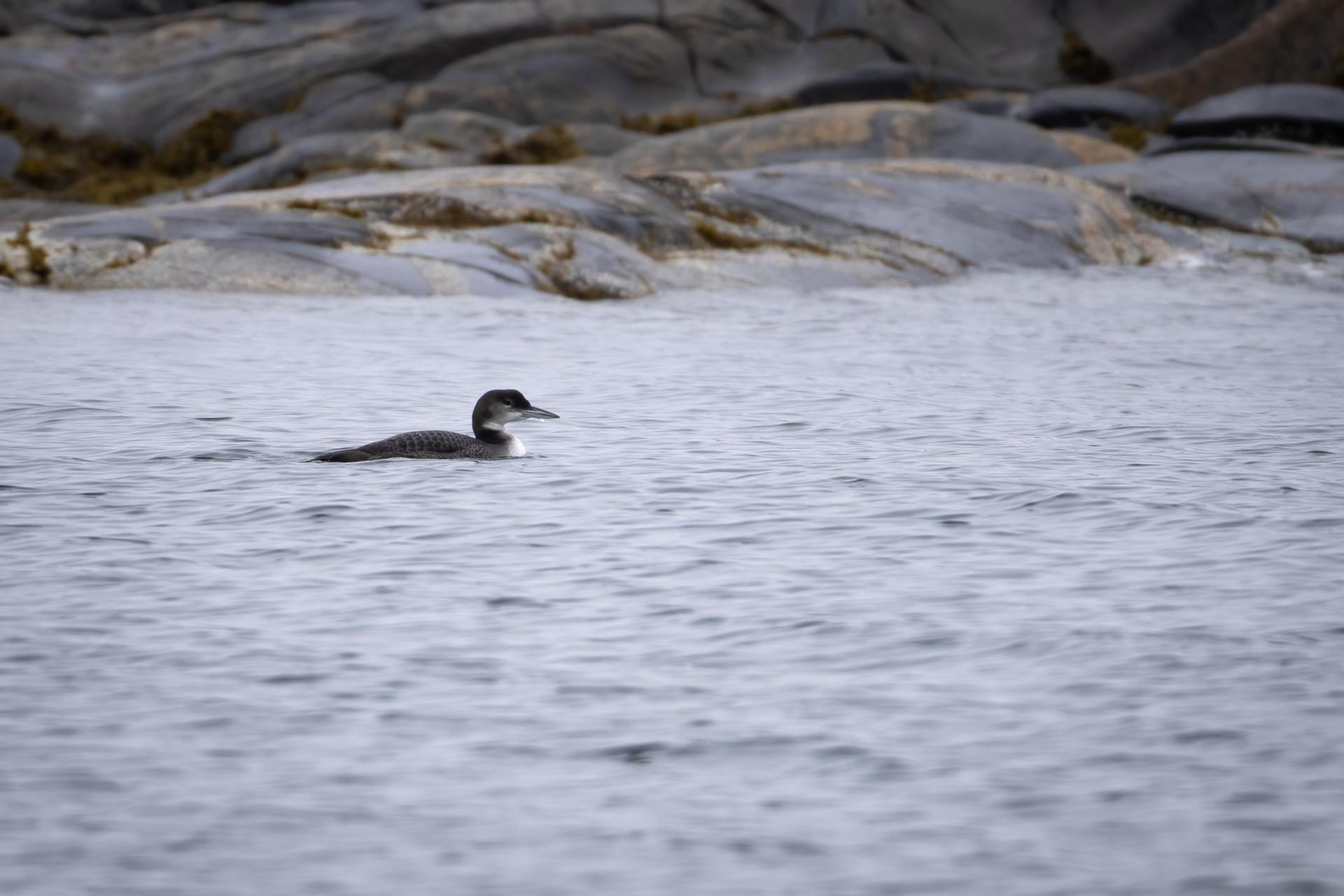 plongeon-huard-common-loon