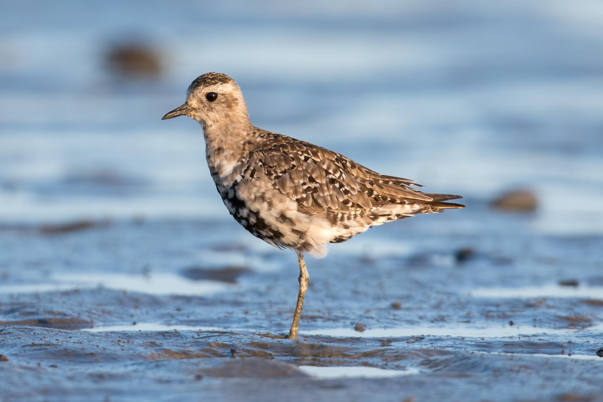 pluvier-bronze-American-golden-plover