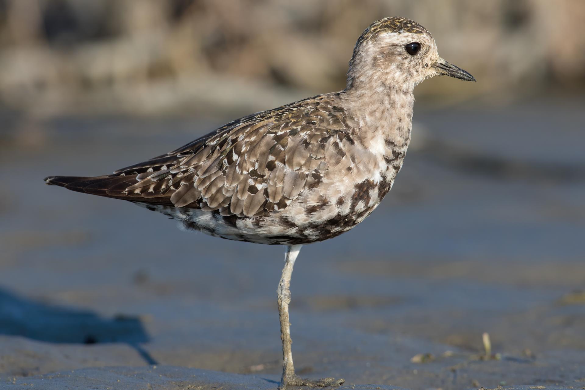 pluvier-bronze-American-golden-plover