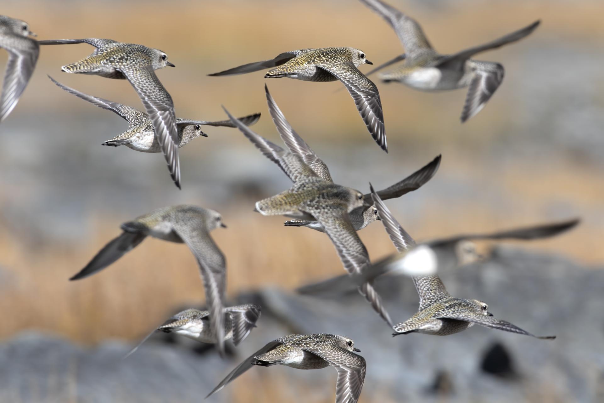 pluvier-bronze-American-golden-plover