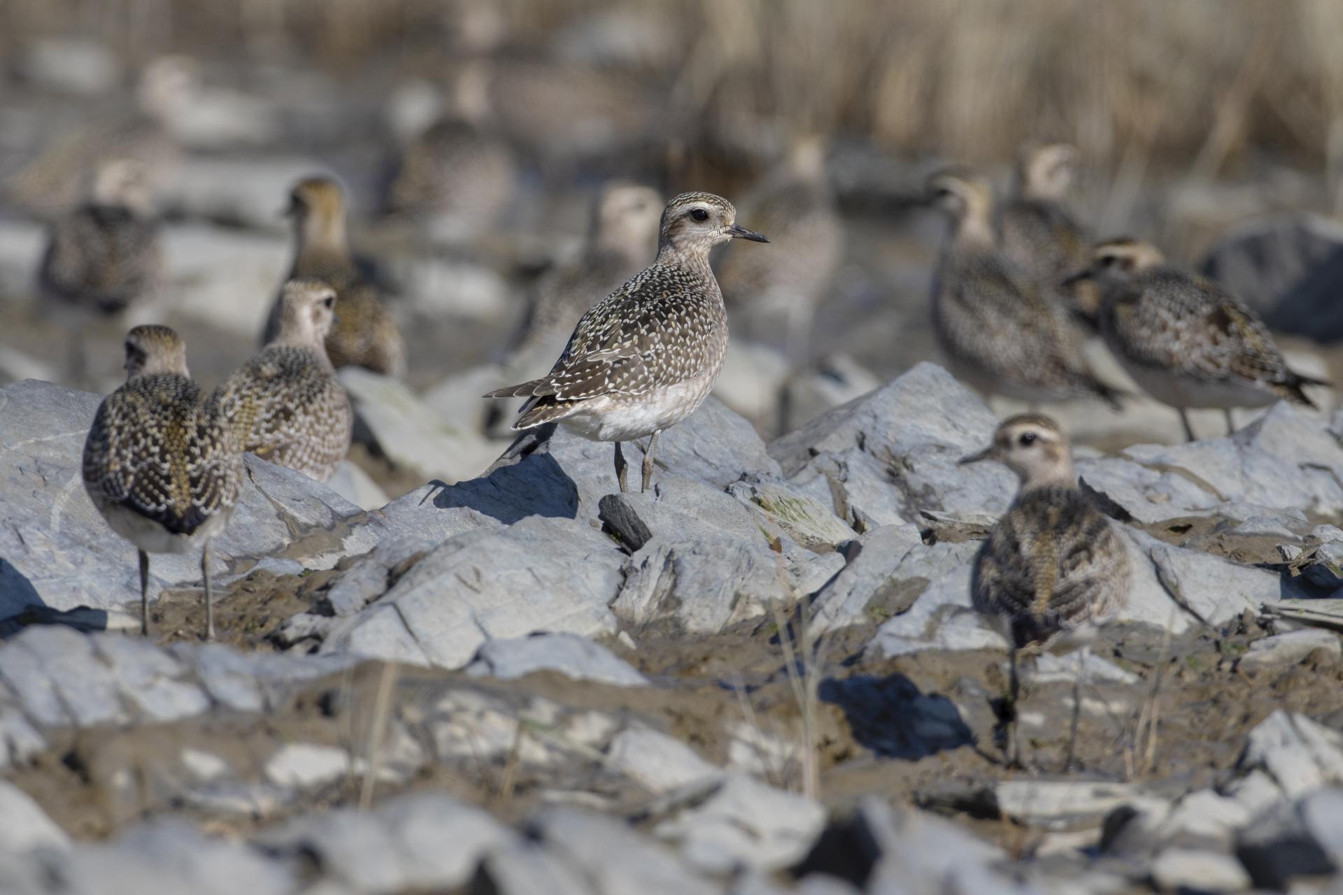 pluvier-bronze-American-golden-plover