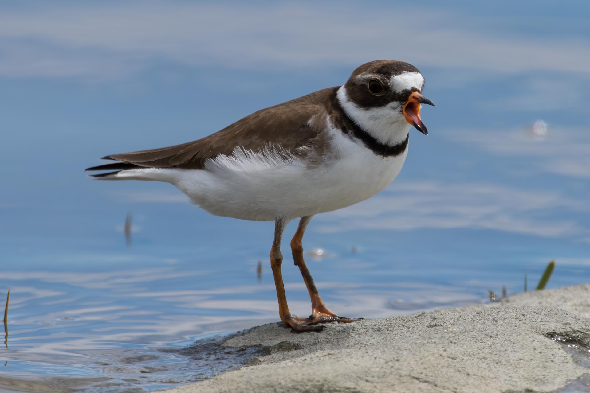 pluvier-semi-palme-semipalmated-plover