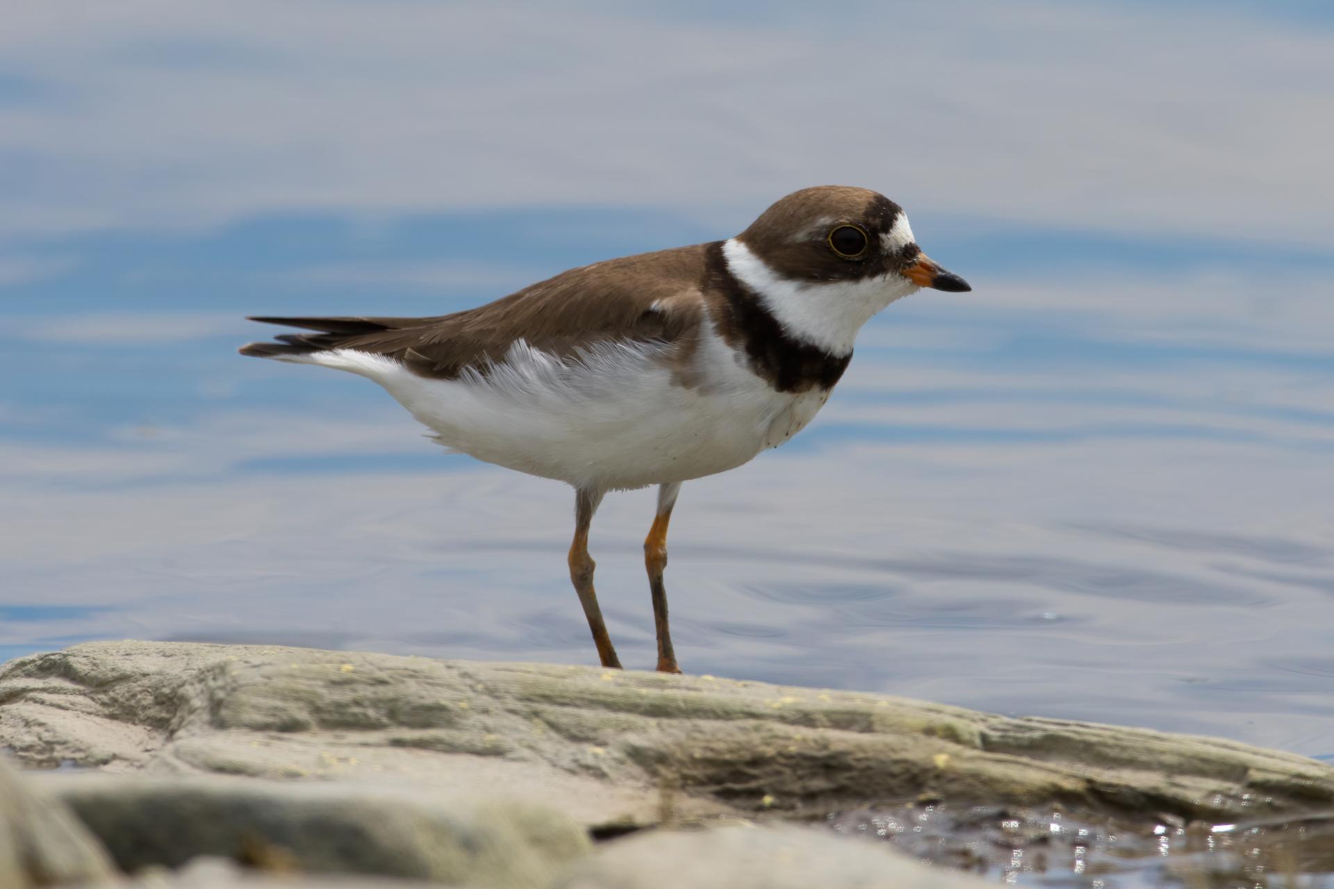 pluvier-semi-palme-semipalmated-plover