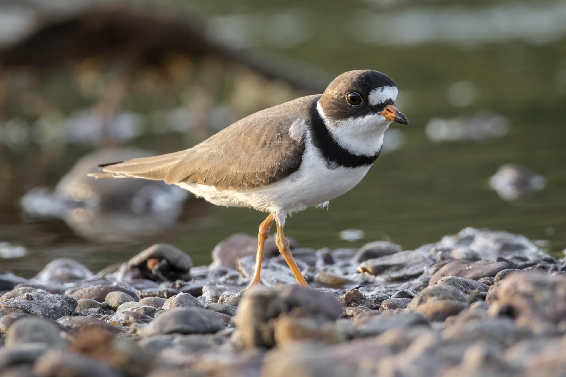 pluvier-semi-palme-semipalmated-plover