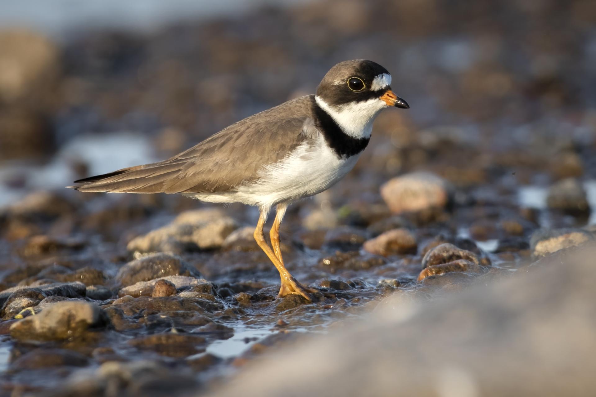 pluvier-semi-palme-semipalmated-plover