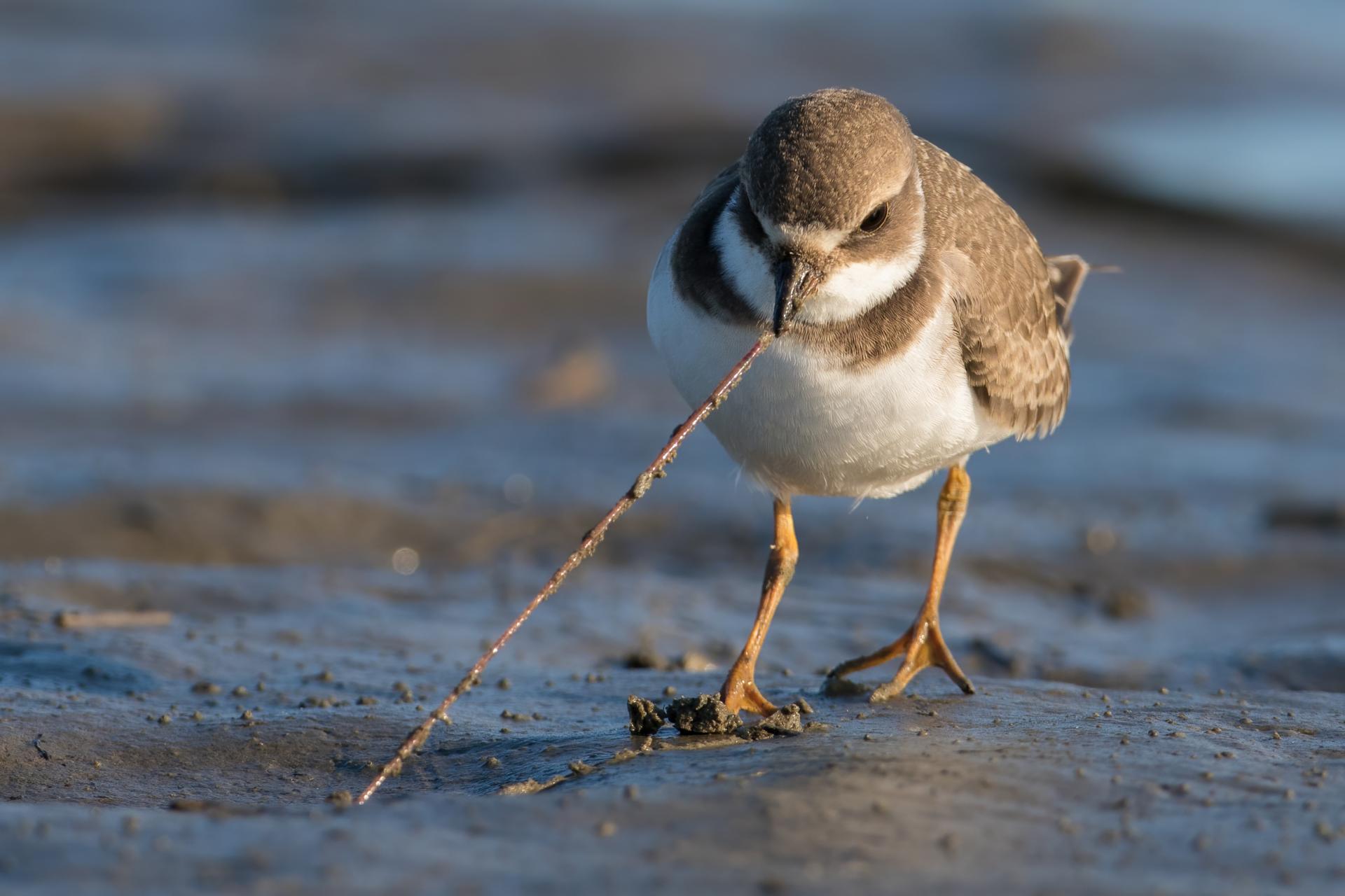 pluvier-semi-palme-semipalmated-plover