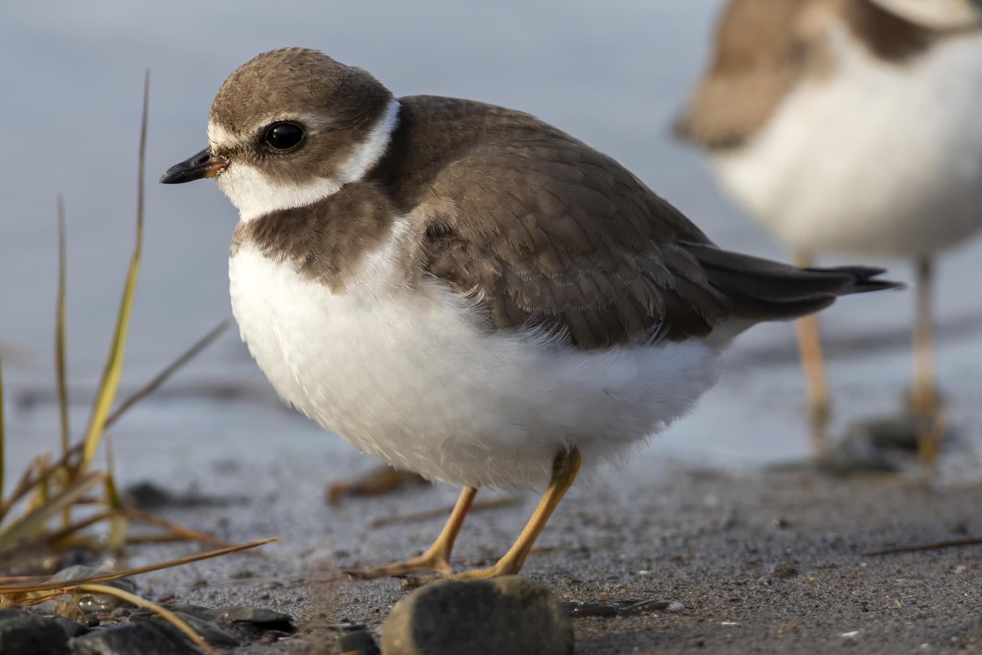 pluvier-semi-palme-semipalmated-plover