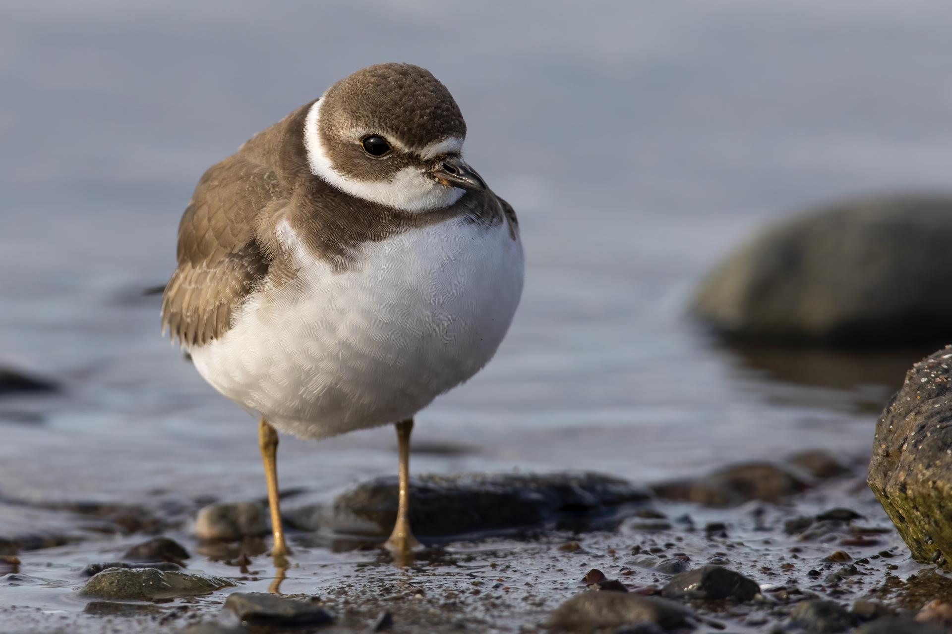 pluvier-semi-palme-semipalmated-plover
