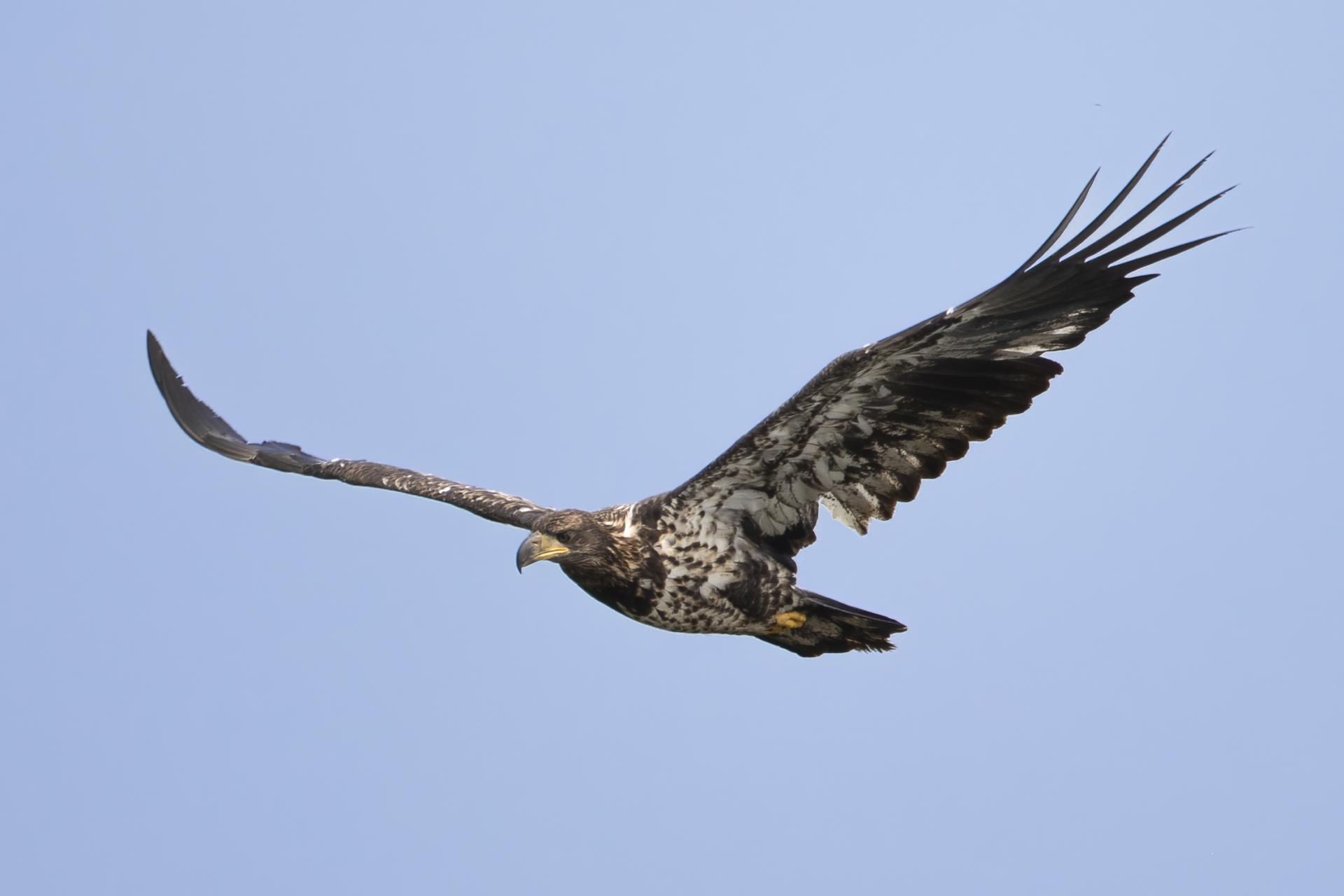 pygargue-a-tete-blanche-bald-eagle