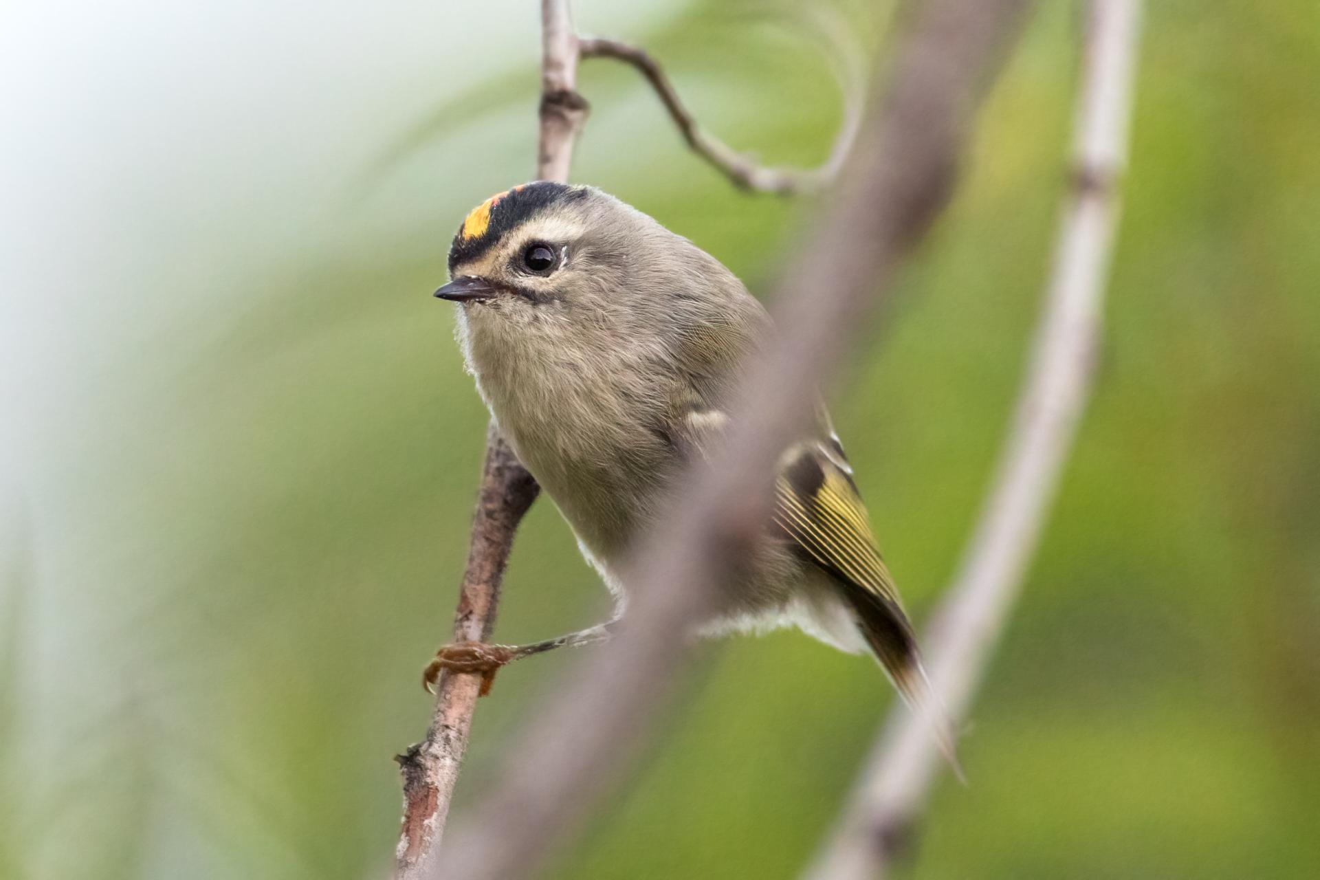 roitelet-a-couronne-doree-golden-crowned-kinglet