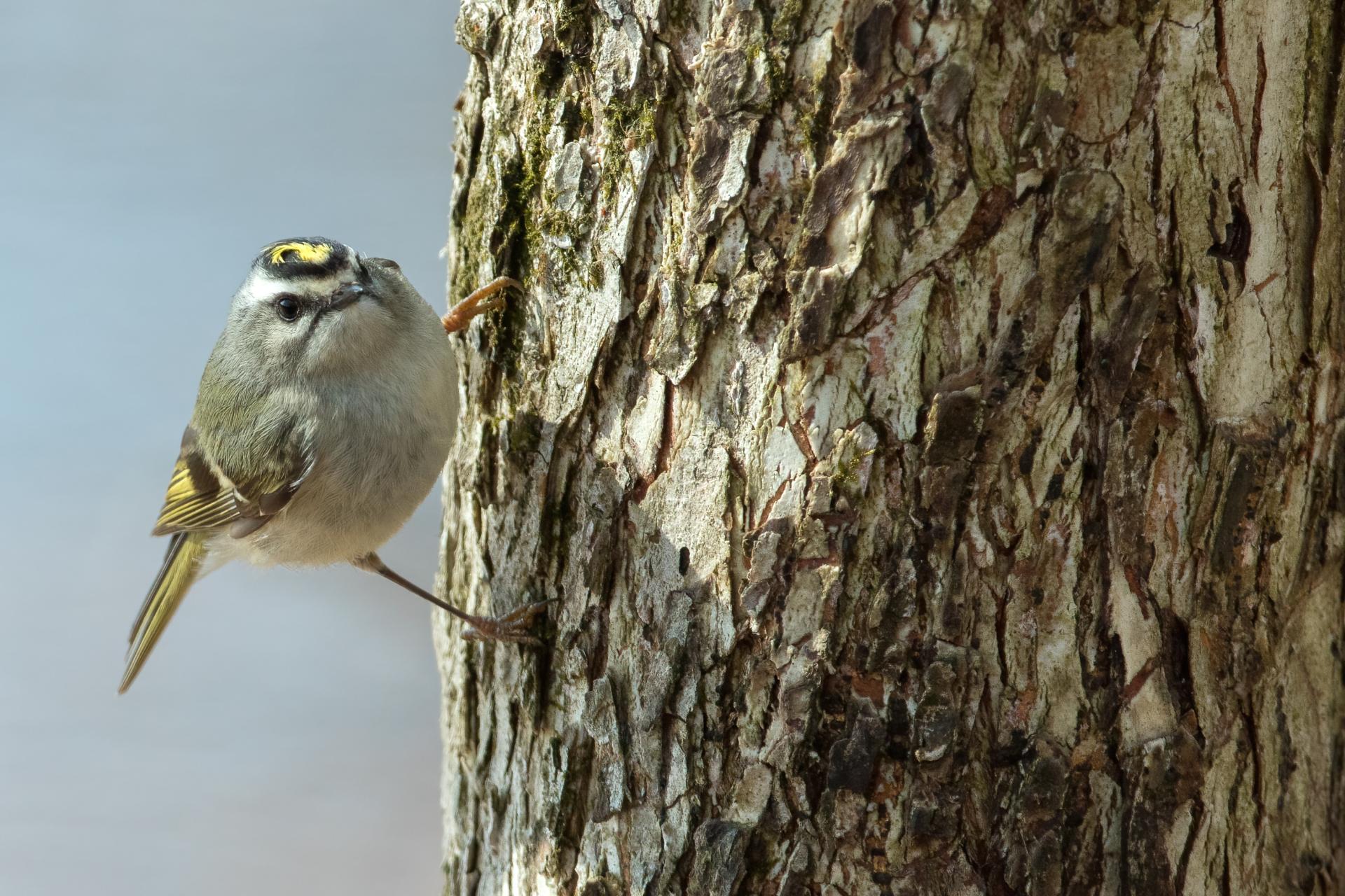 roitelet-a-couronne-doree-golden-crowned-kinglet
