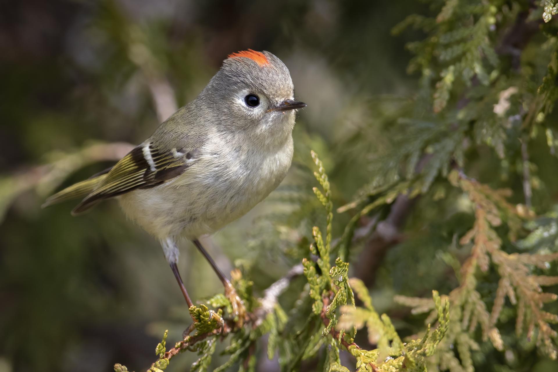 roitelet-a-couronne-rubis-ruby-crowned-kinglet