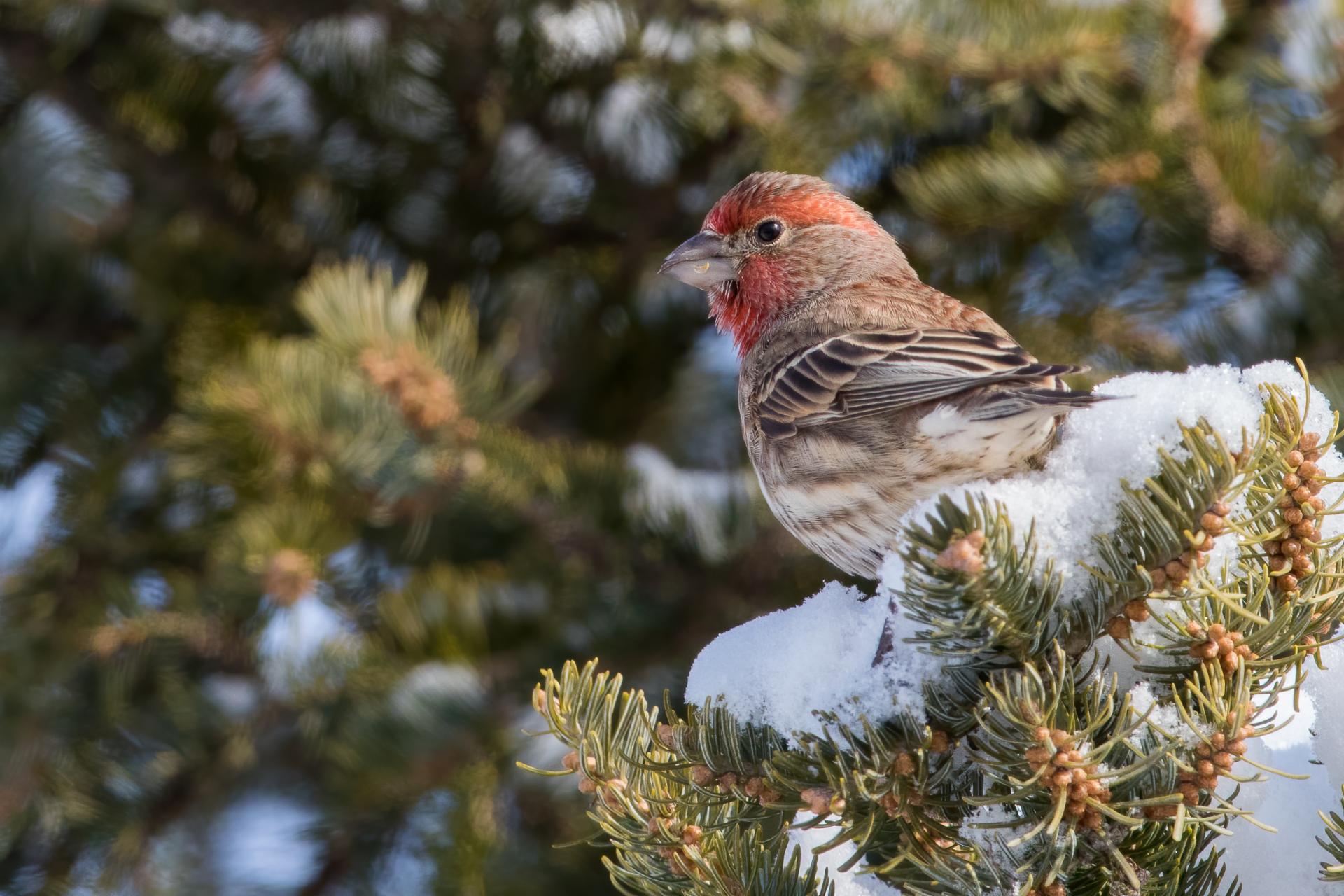 roselin-familier-house-finch