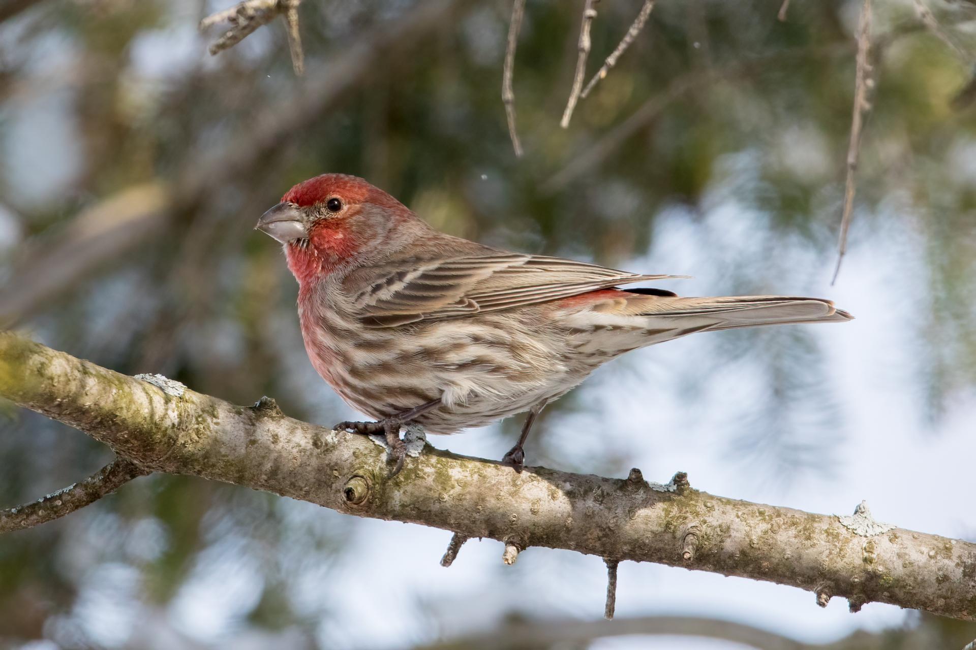roselin-familier-house-finch
