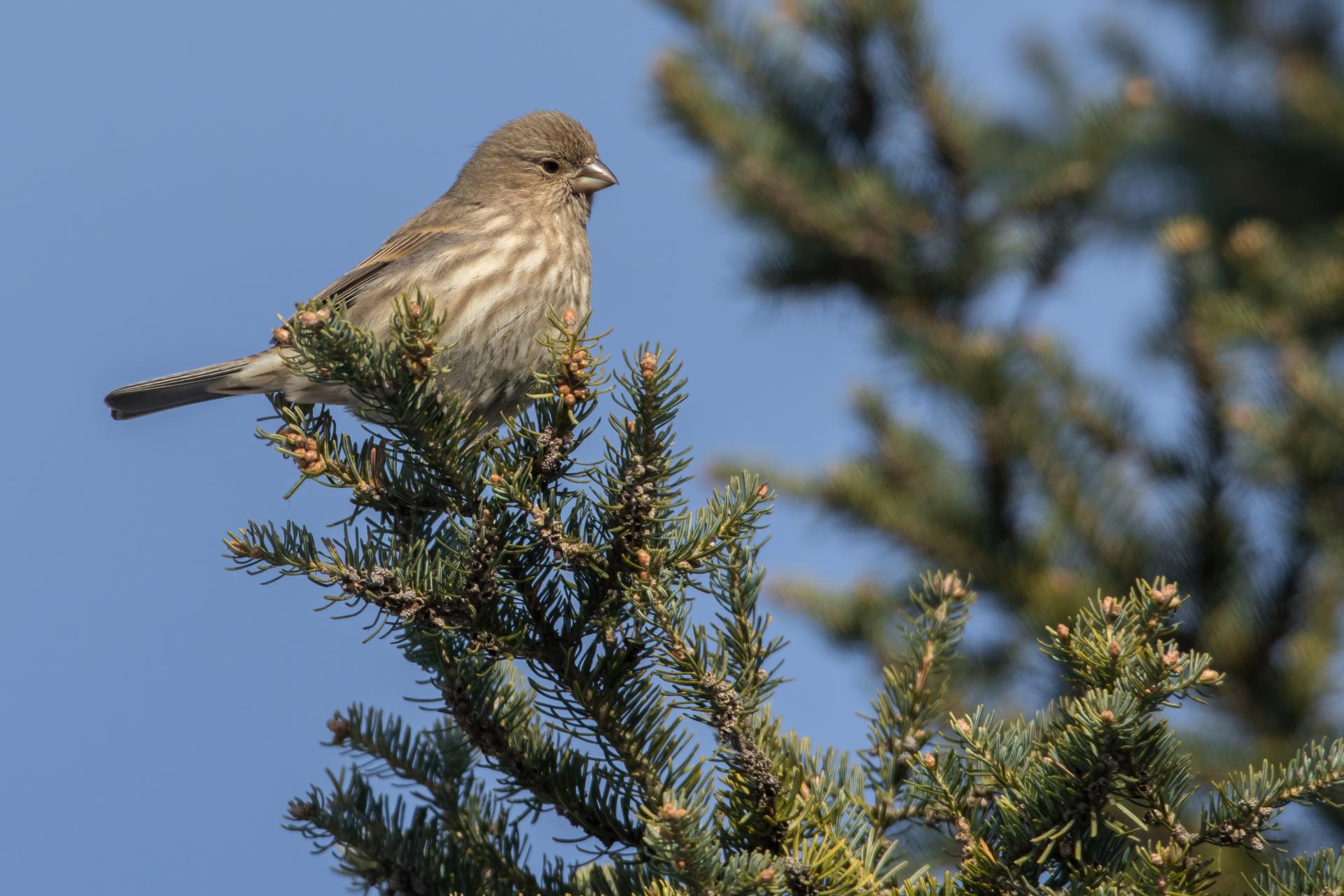 roselin-familier-house-finch