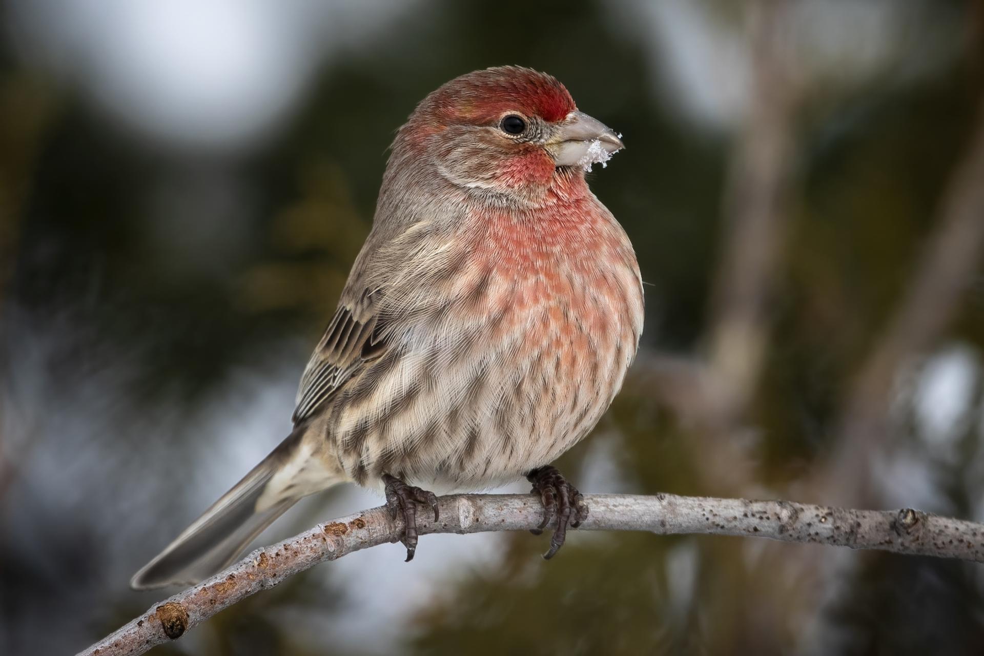 roselin-familier-house-finch