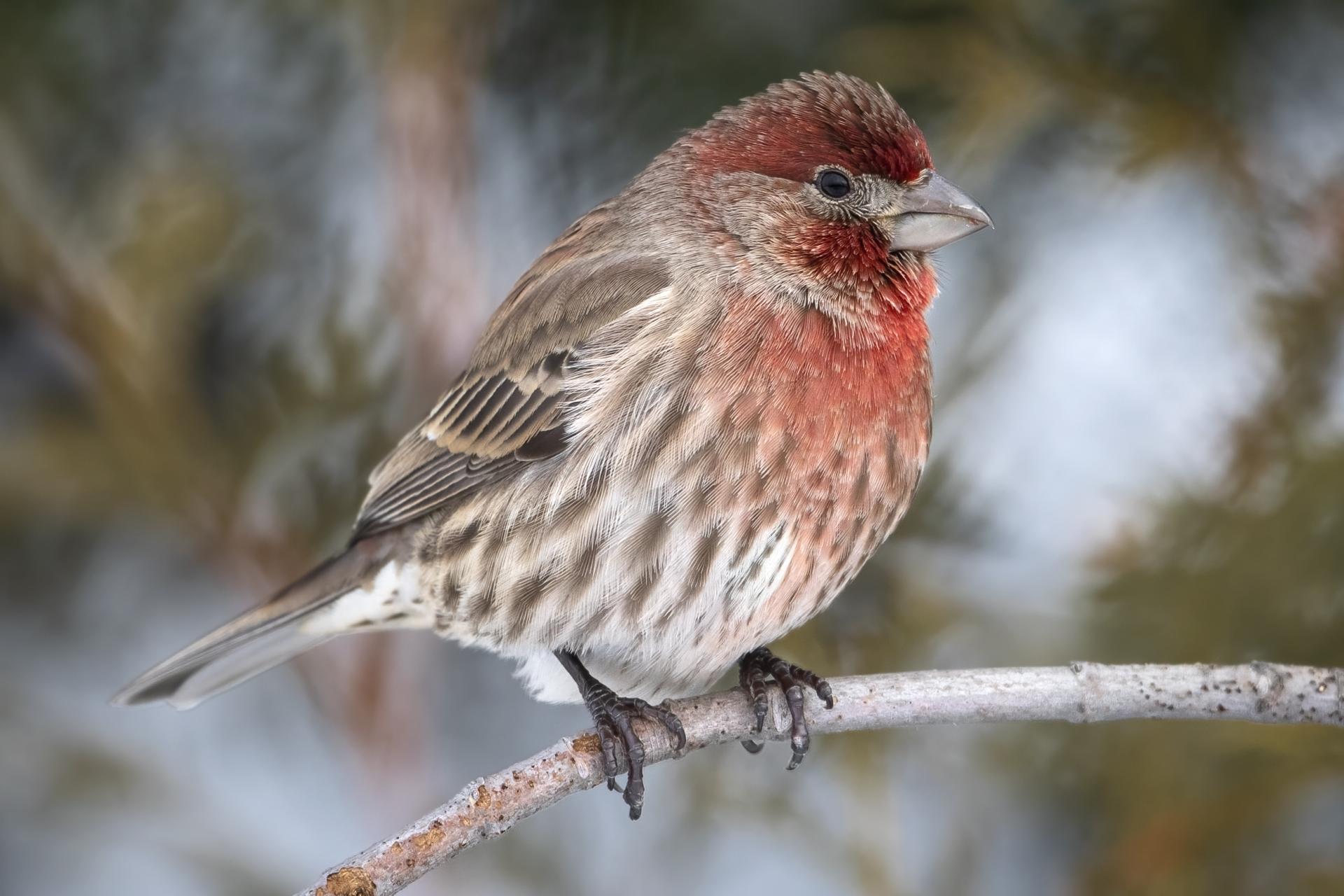roselin-familier-house-finch