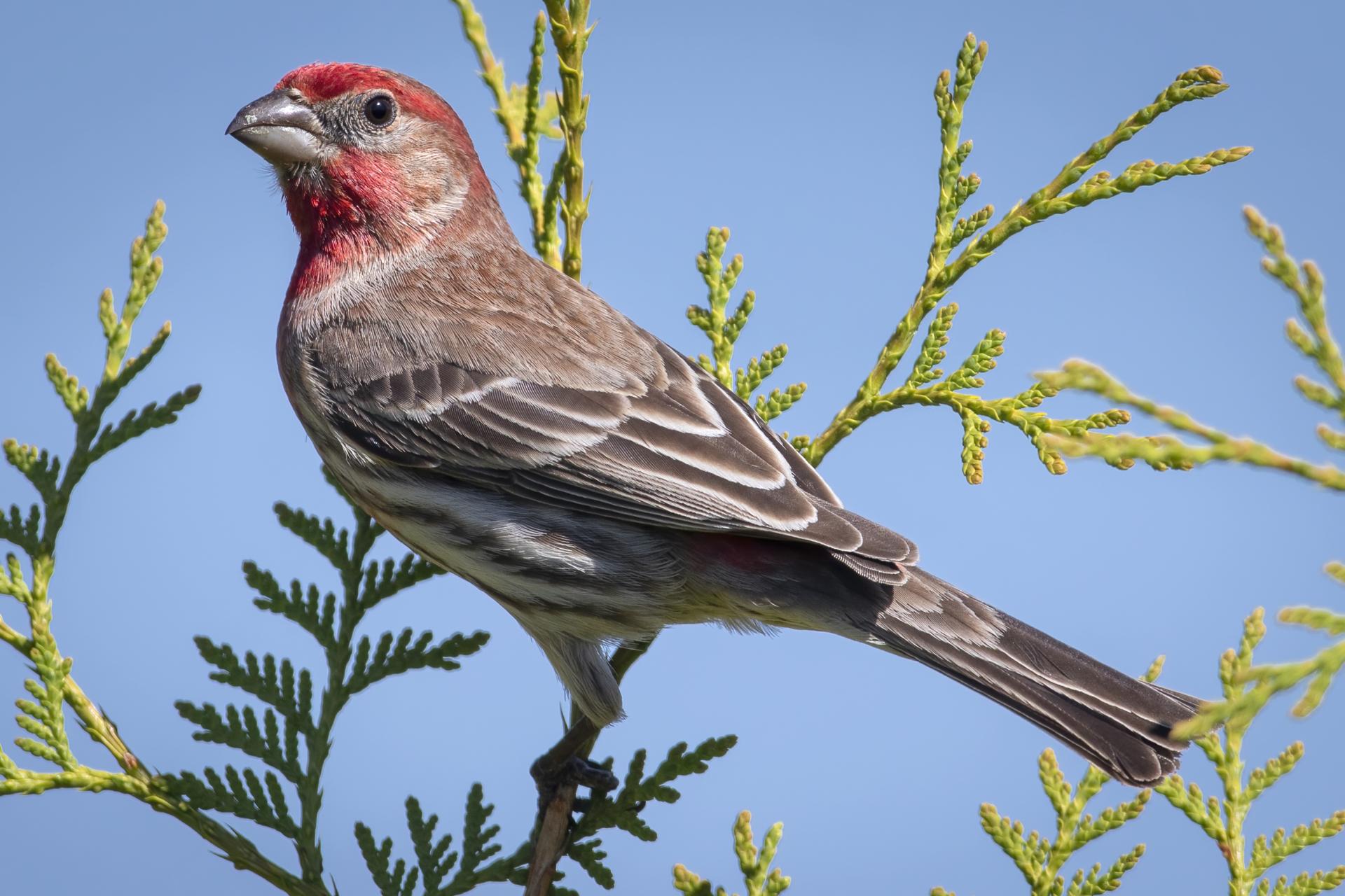 roselin-familier-house-finch