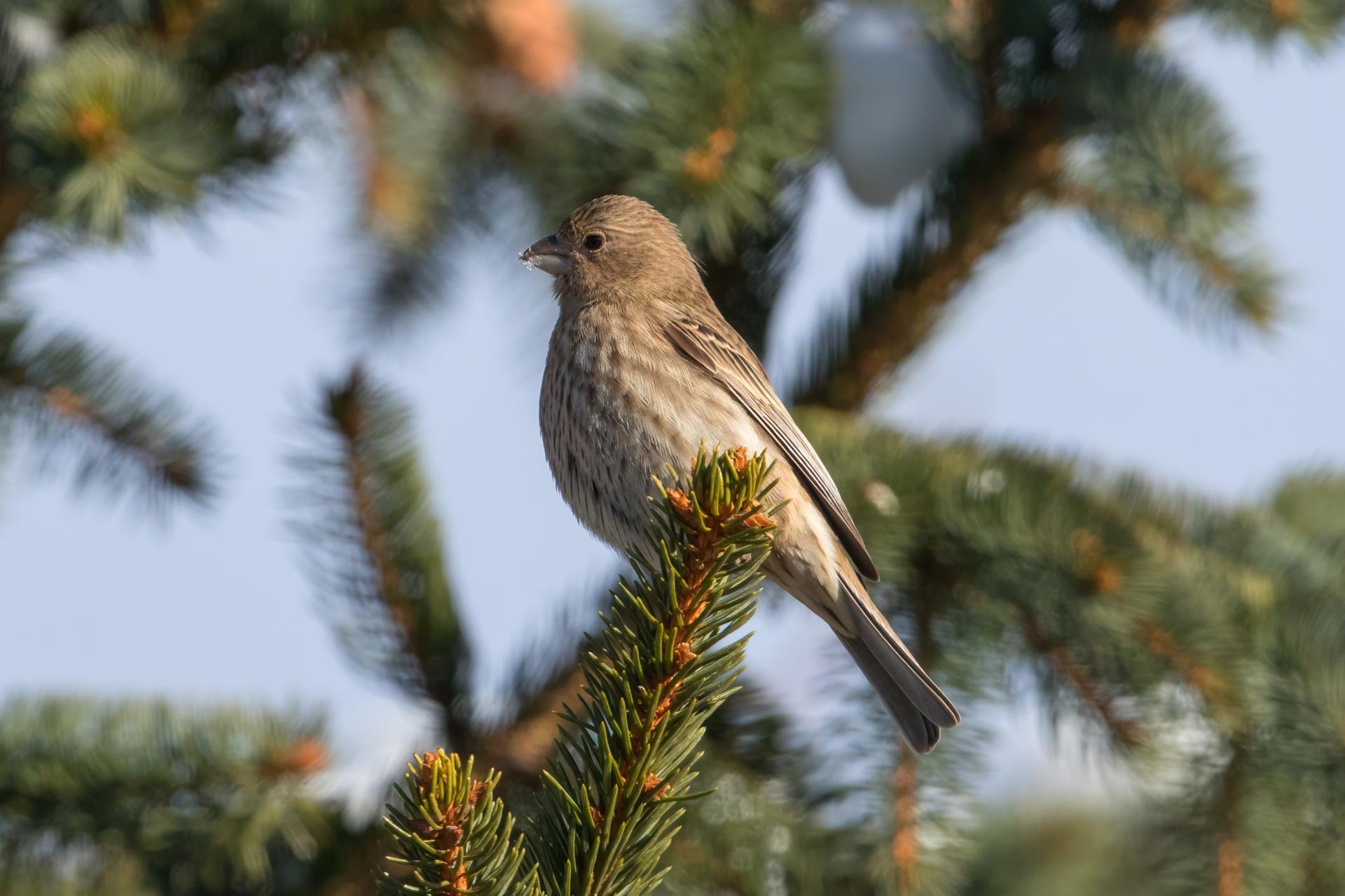 roselin-familier-house-finch