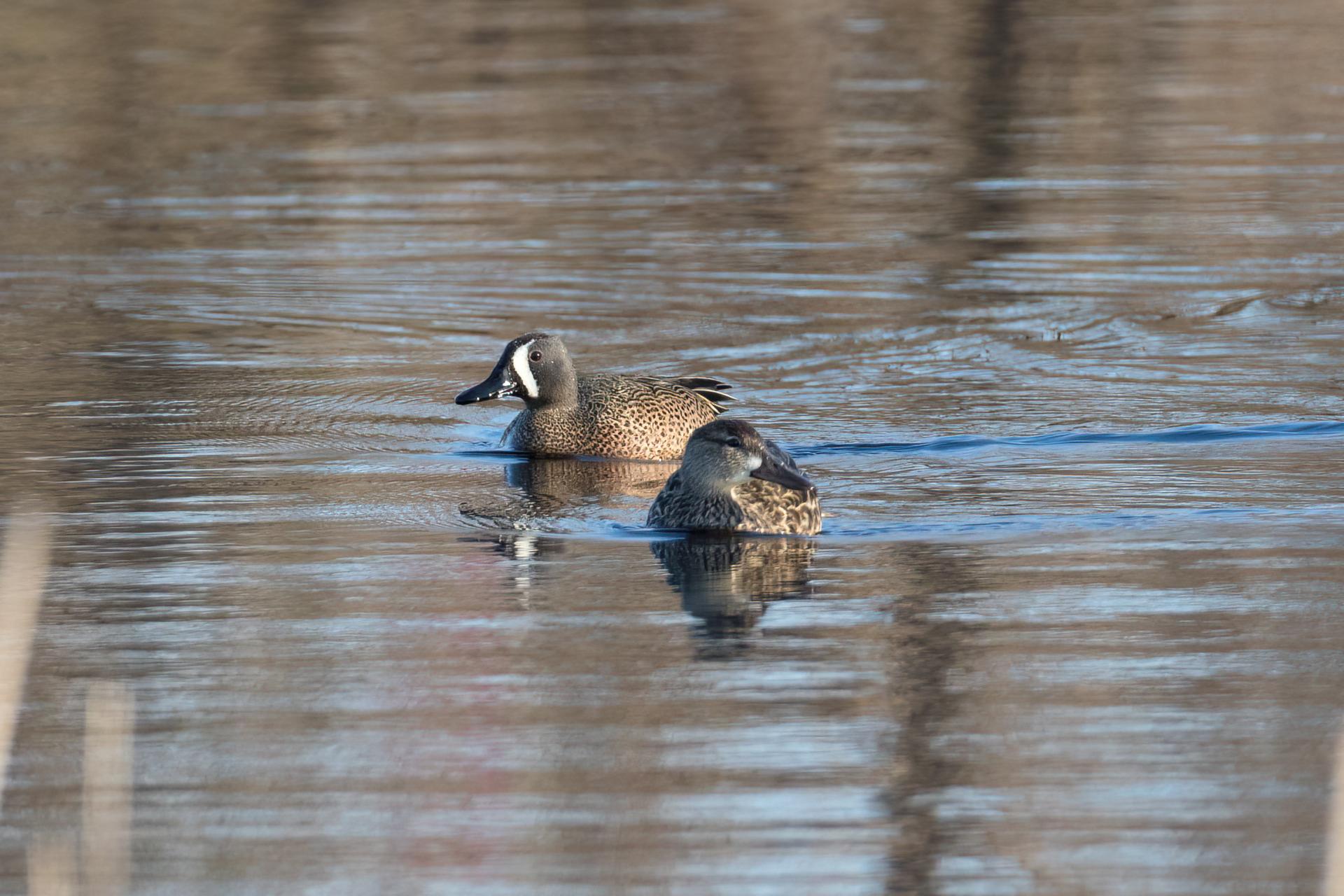sarcelle-a-ailes-bleues