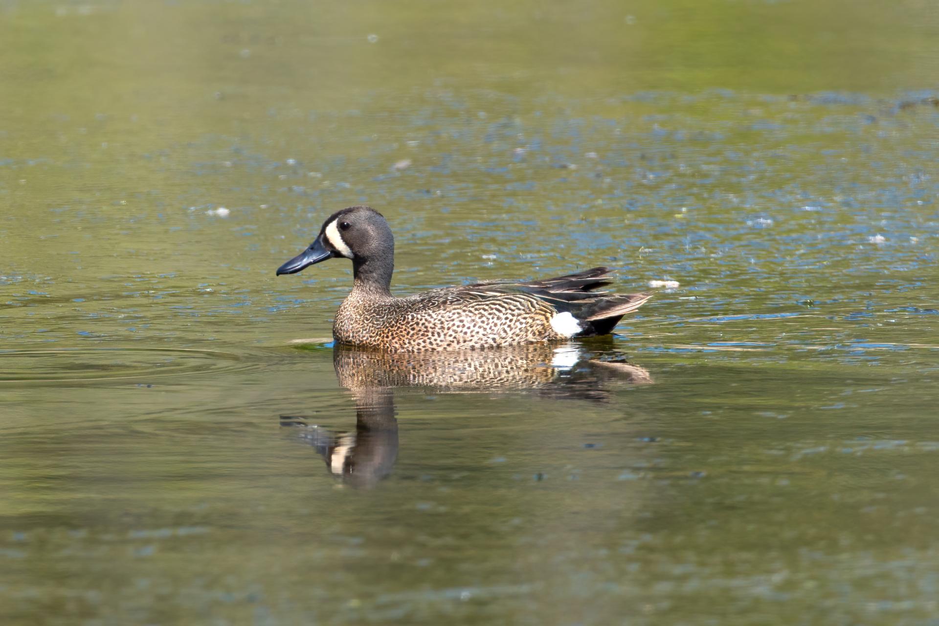 sarcelle-a-ailes-bleues