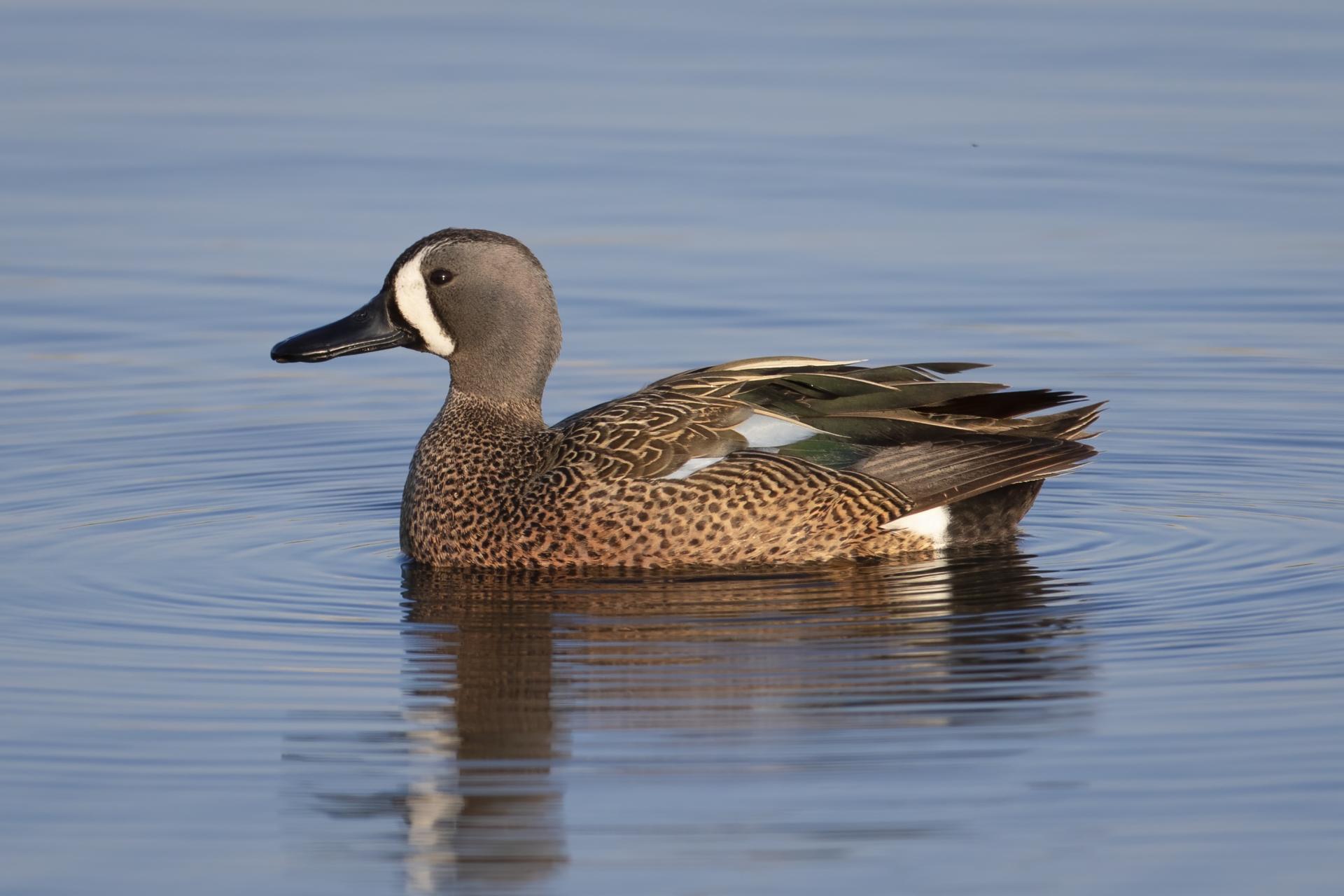 sarcelle-a-ailes-bleues