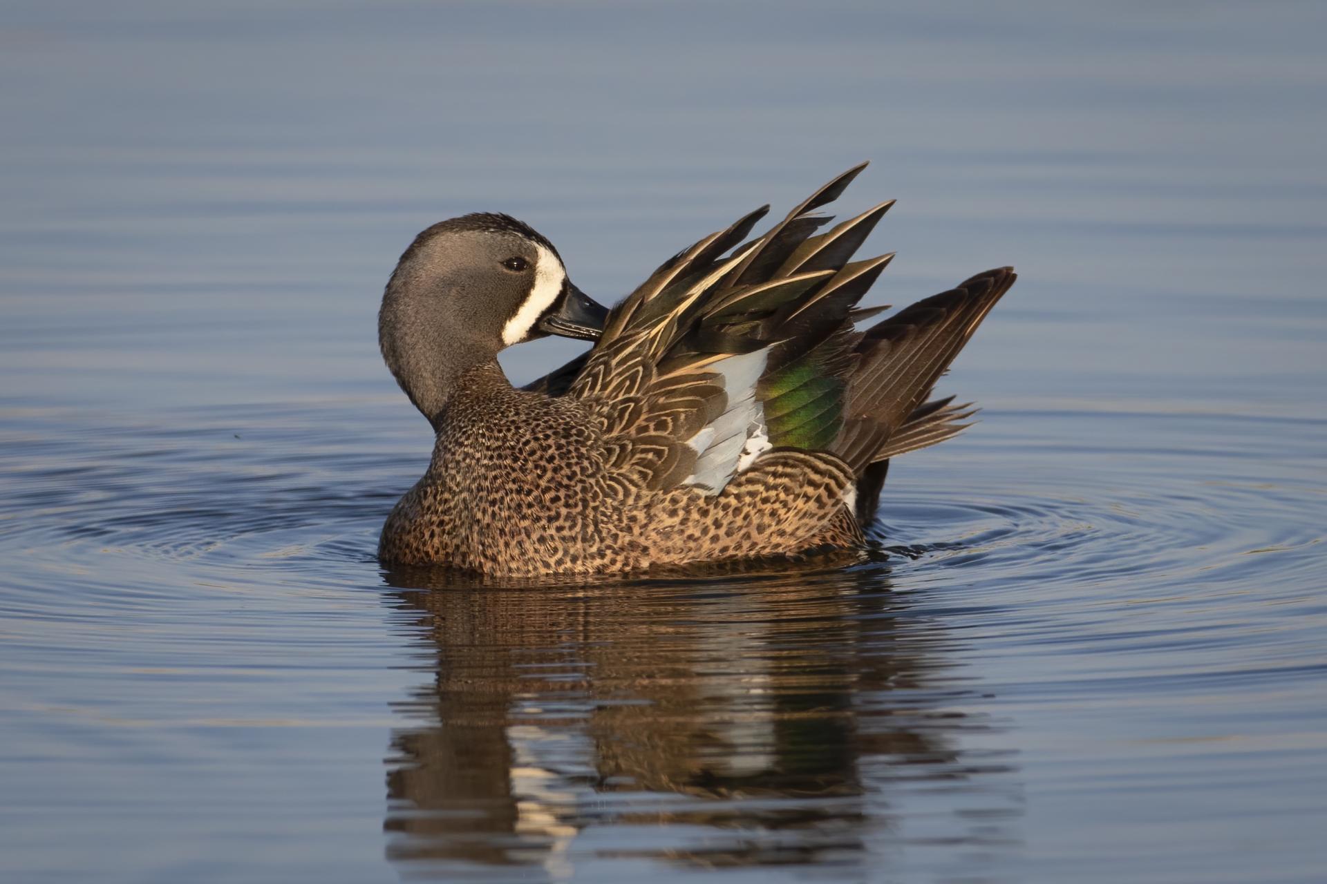 sarcelle-a-ailes-bleues