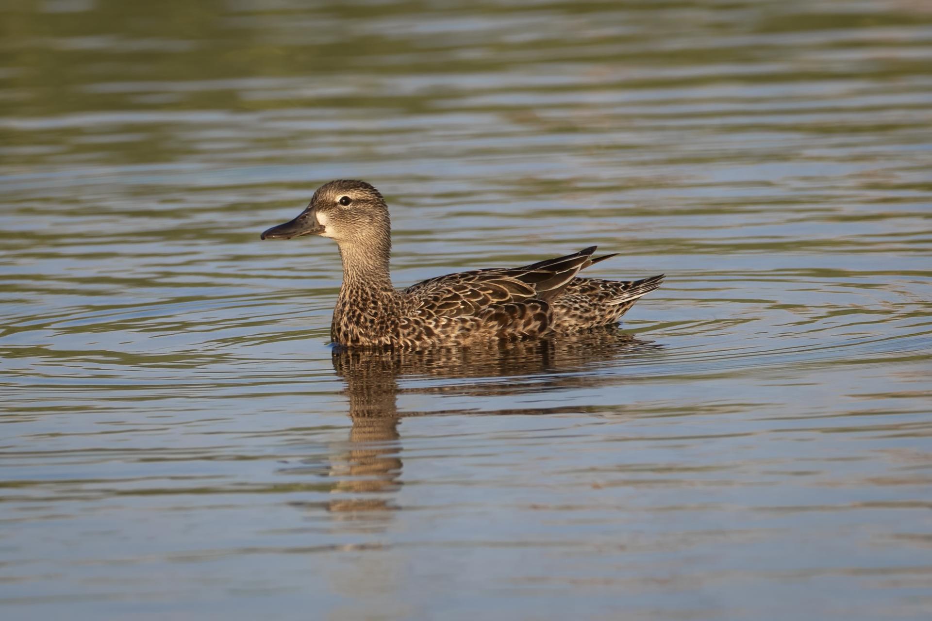 sarcelle-a-ailes-bleues