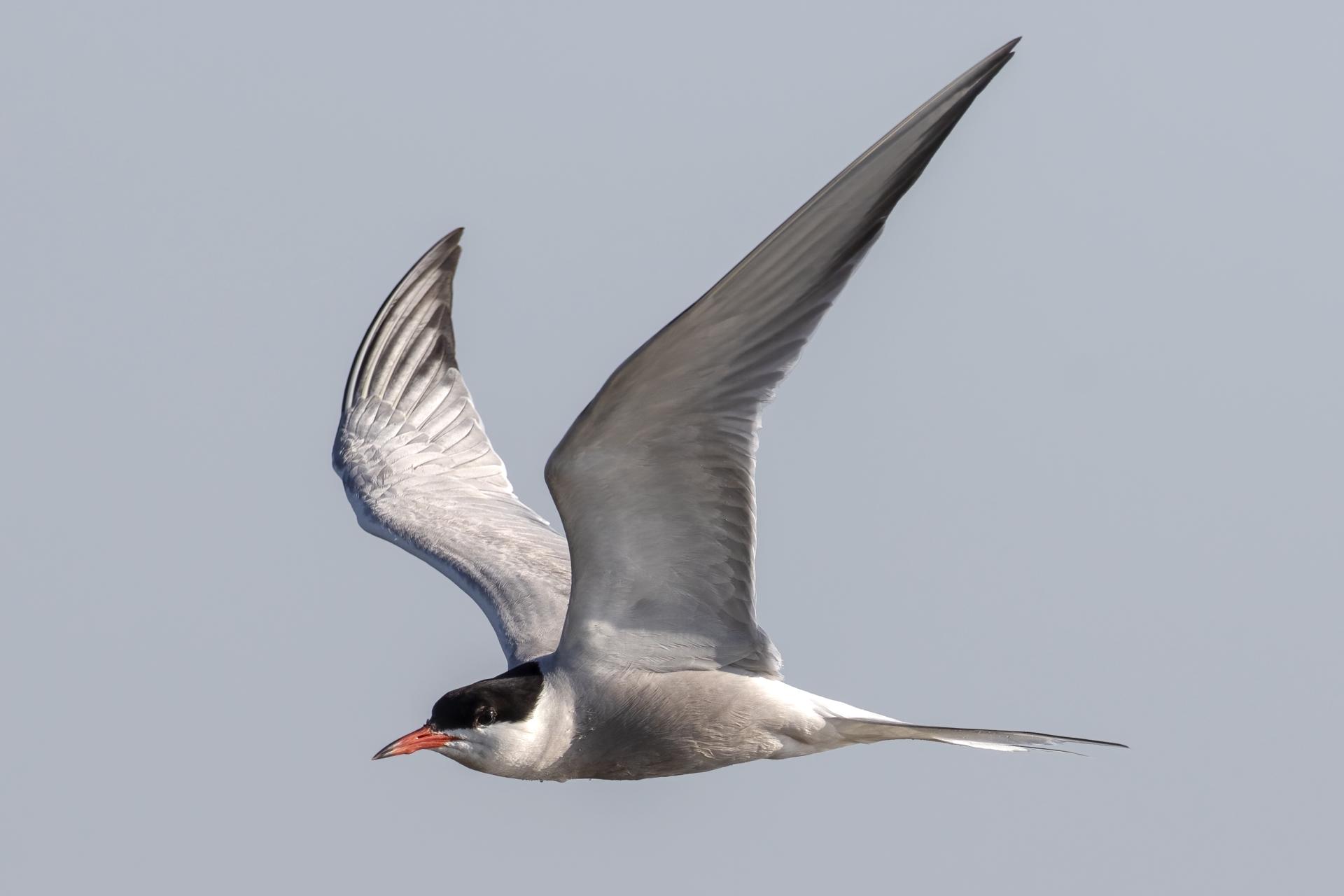 sterne-pierre-garin-common-tern