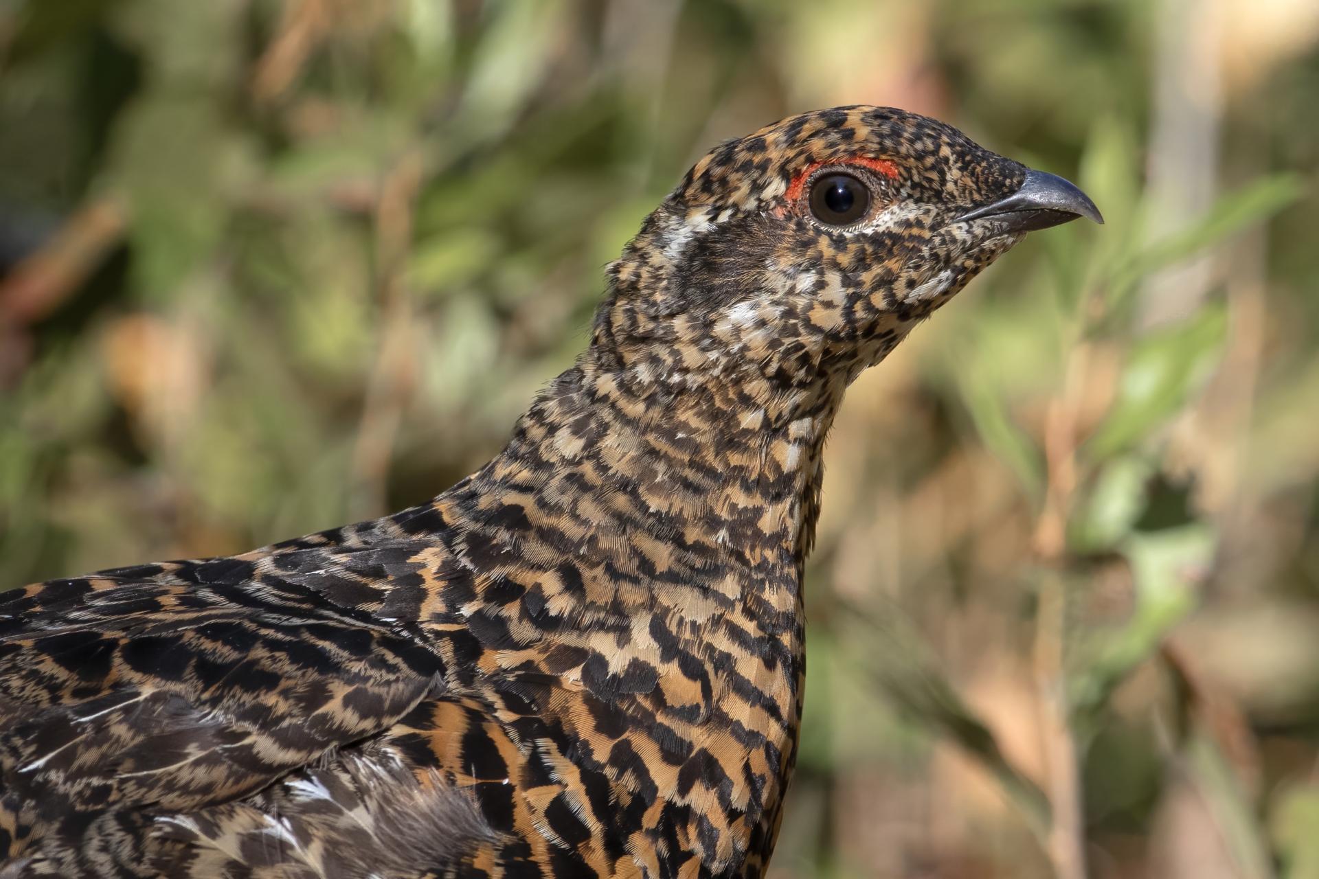 tetras-du-canada-spruce-grouse