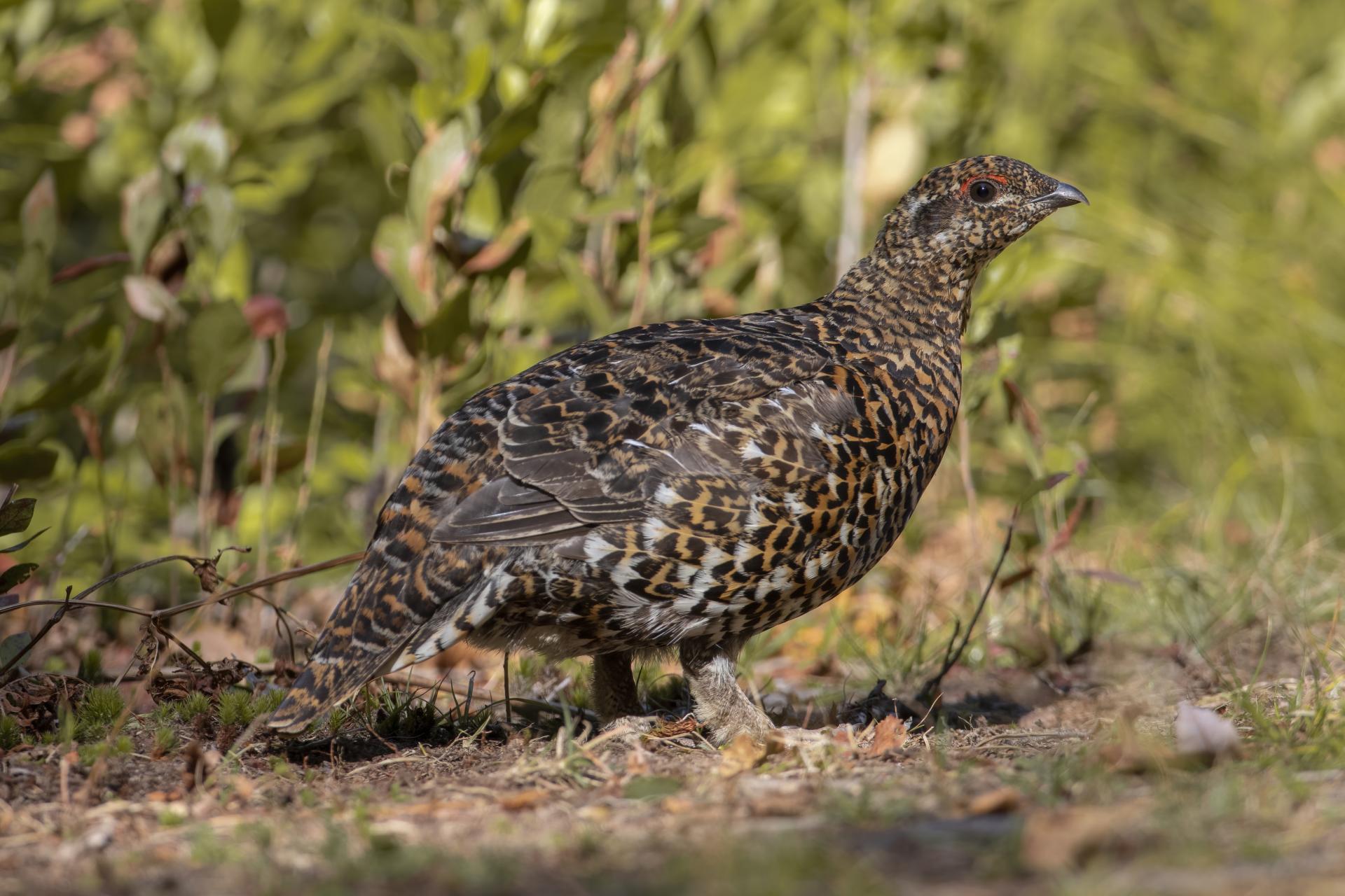 tetras-du-canada-spruce-grouse