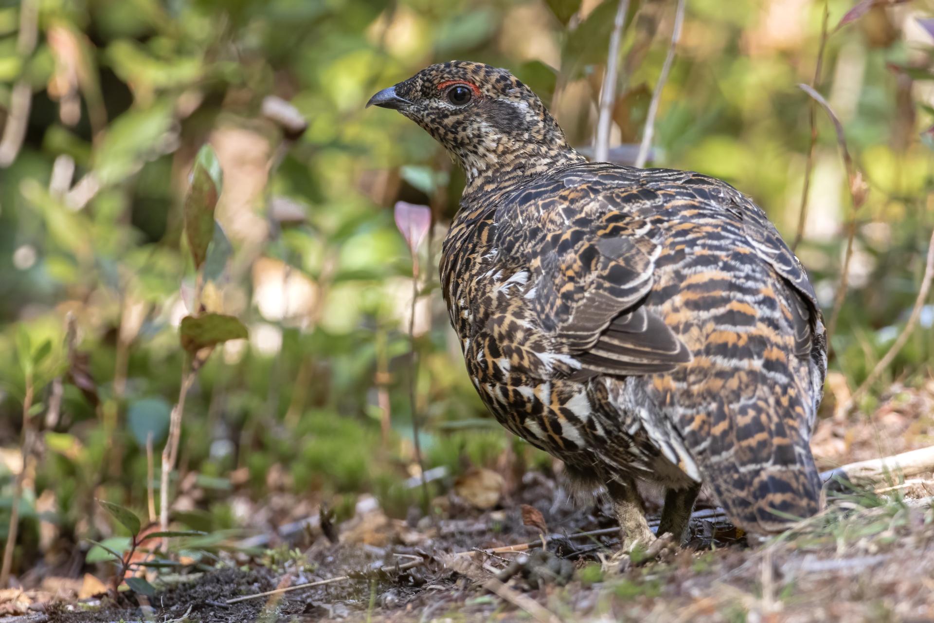 tetras-du-canada-spruce-grouse