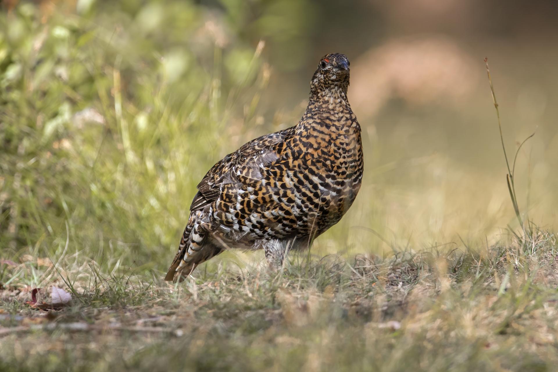 tetras-du-canada-spruce-grouse