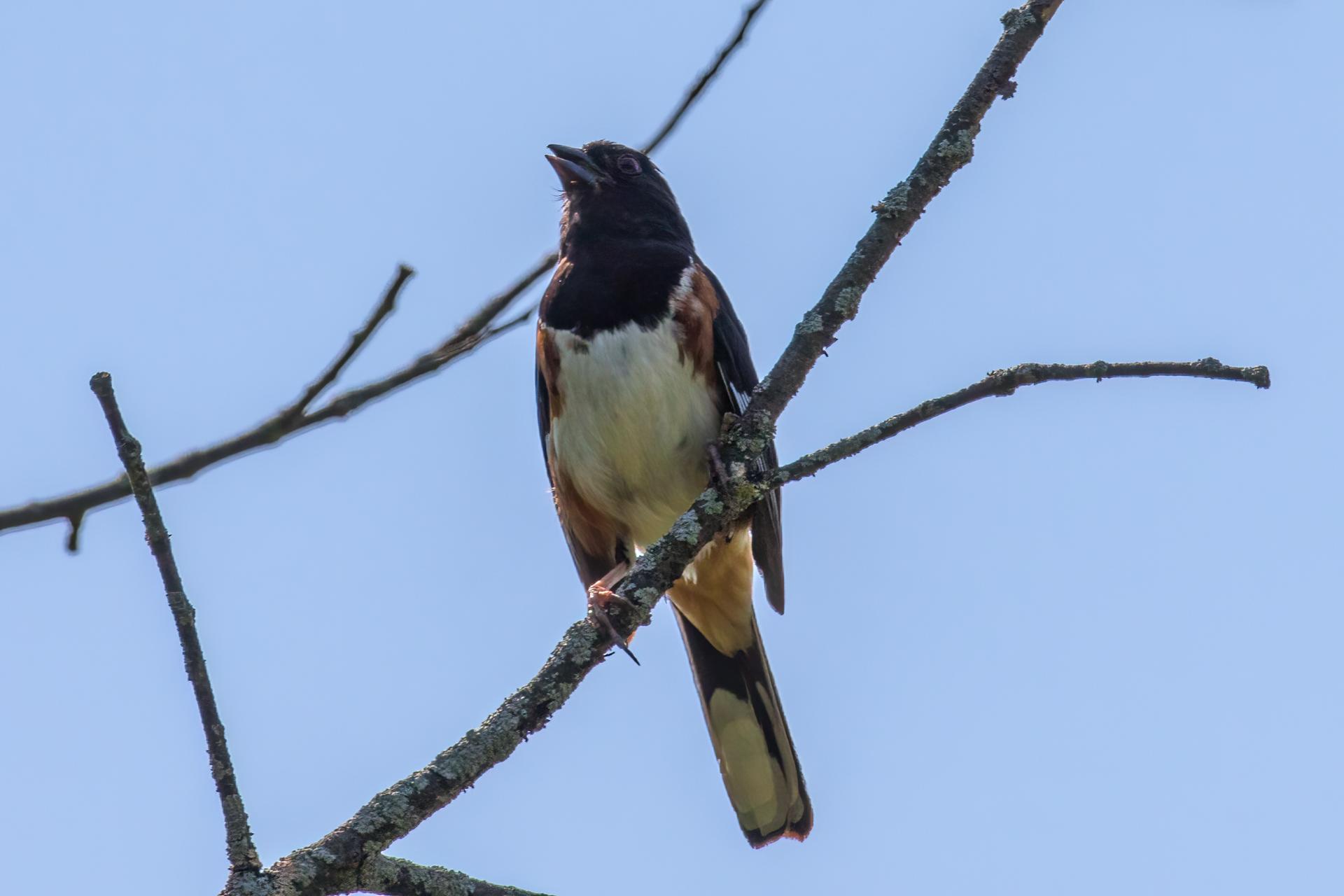 tohia-flancs-roux-Eastern-towhee