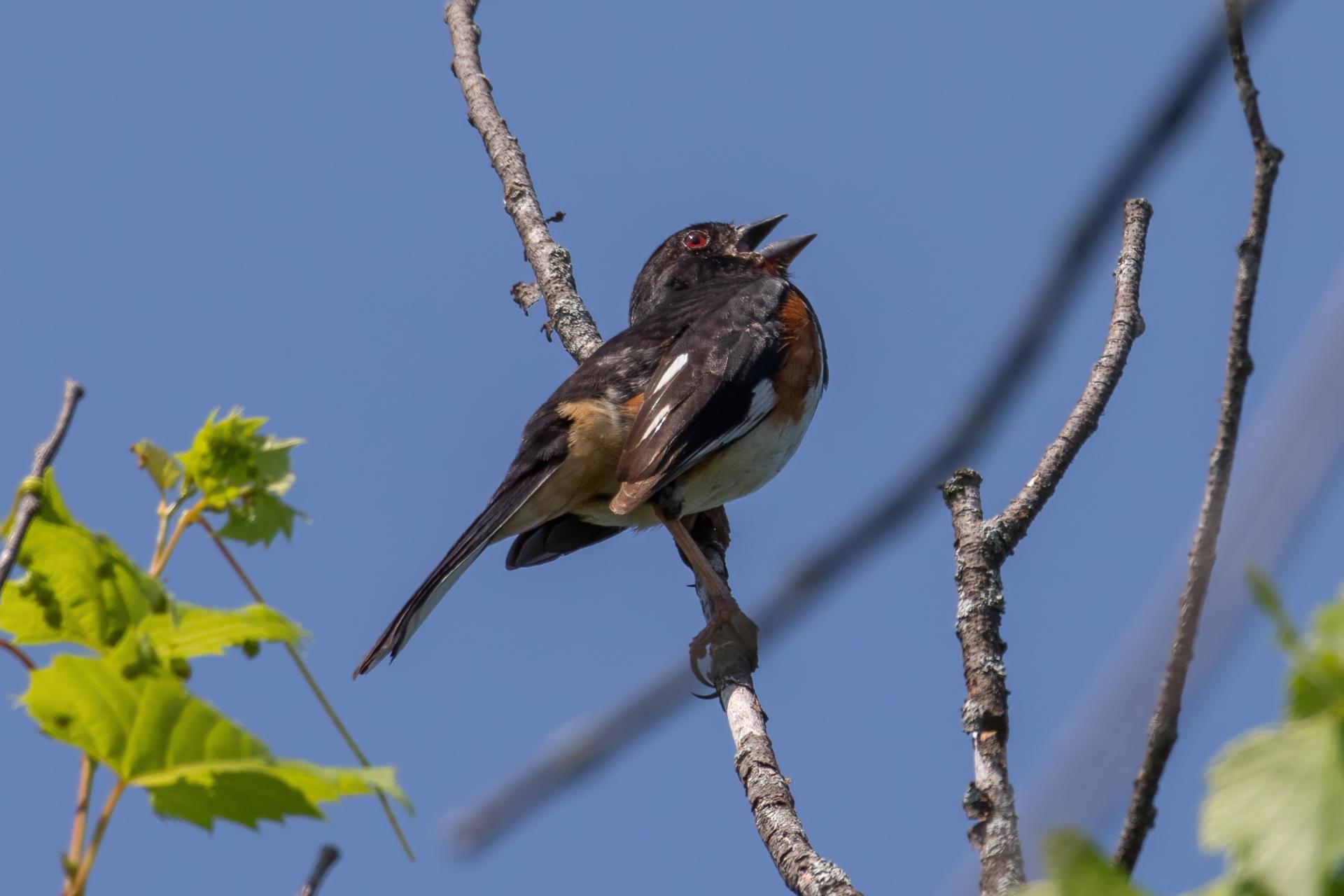 tohia-flancs-roux-Eastern-towhee