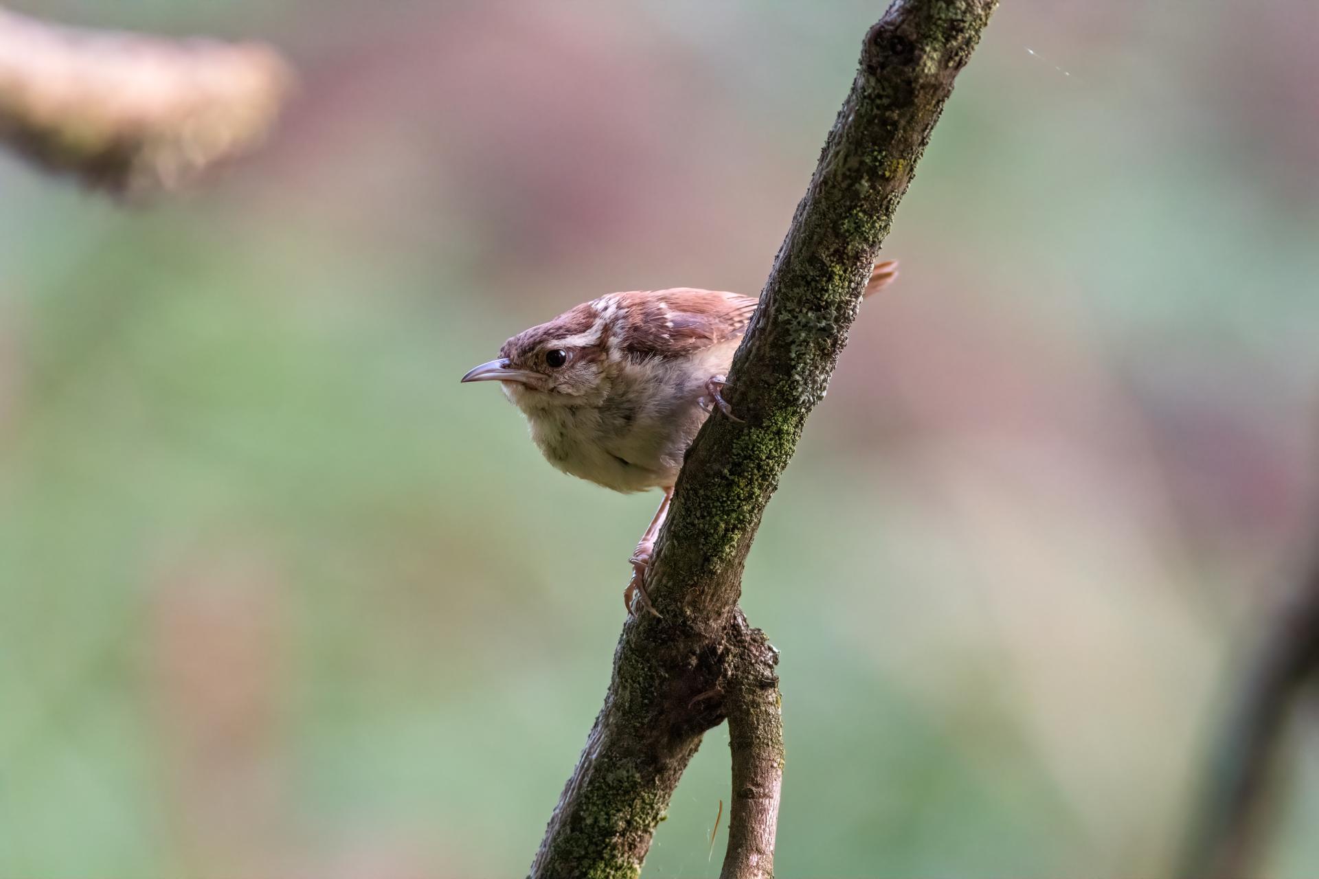 troglodyte-de-caroline-carolina-wren