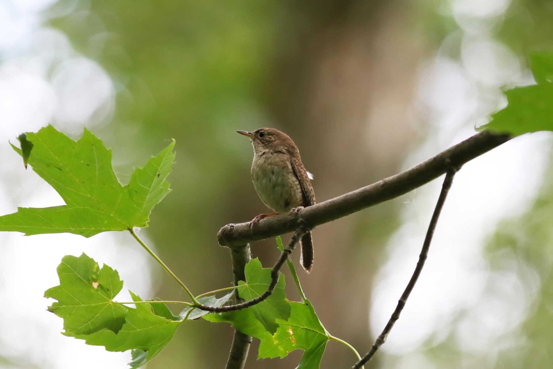 troglodyte-familier-house-wren