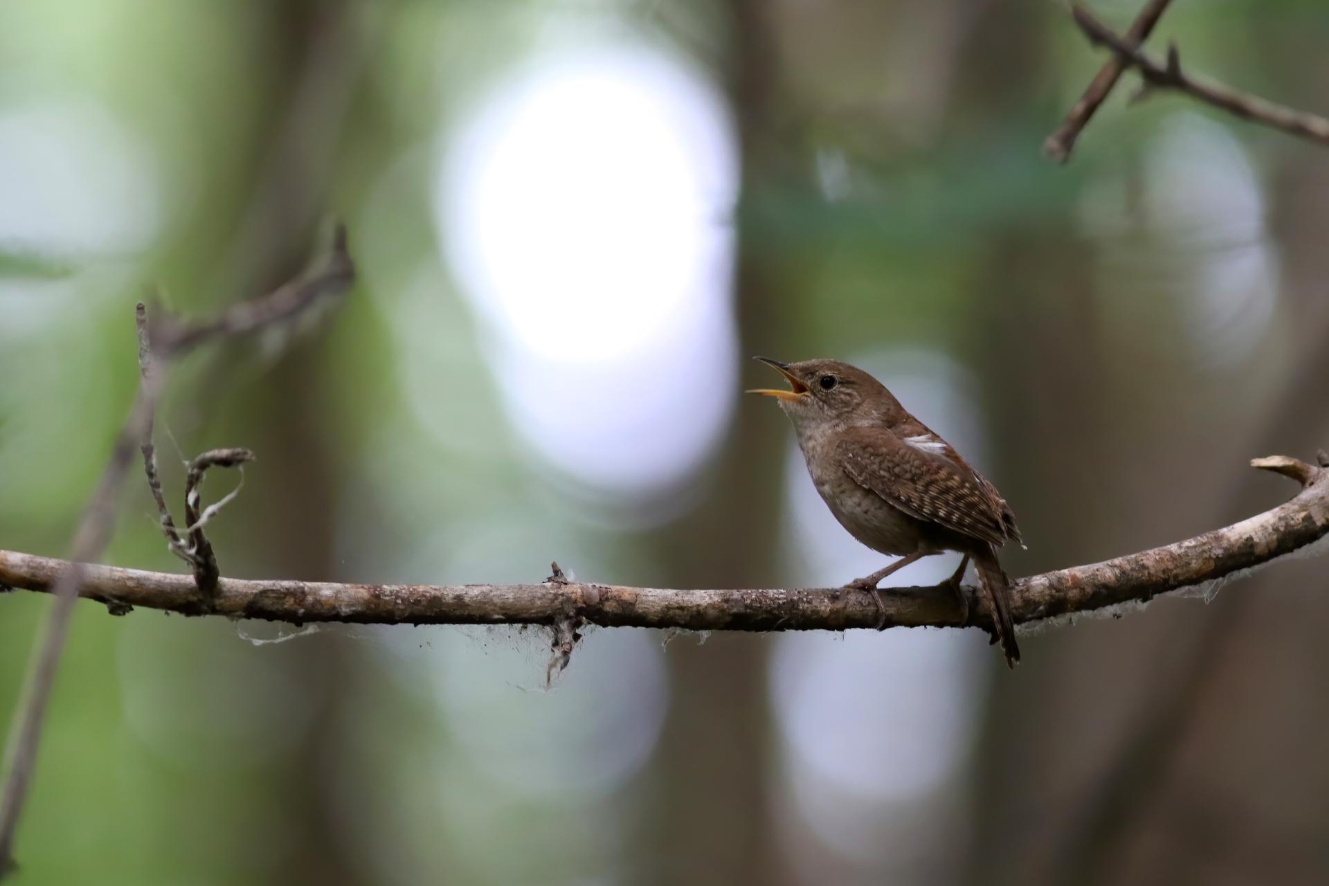 troglodyte-familier-house-wren