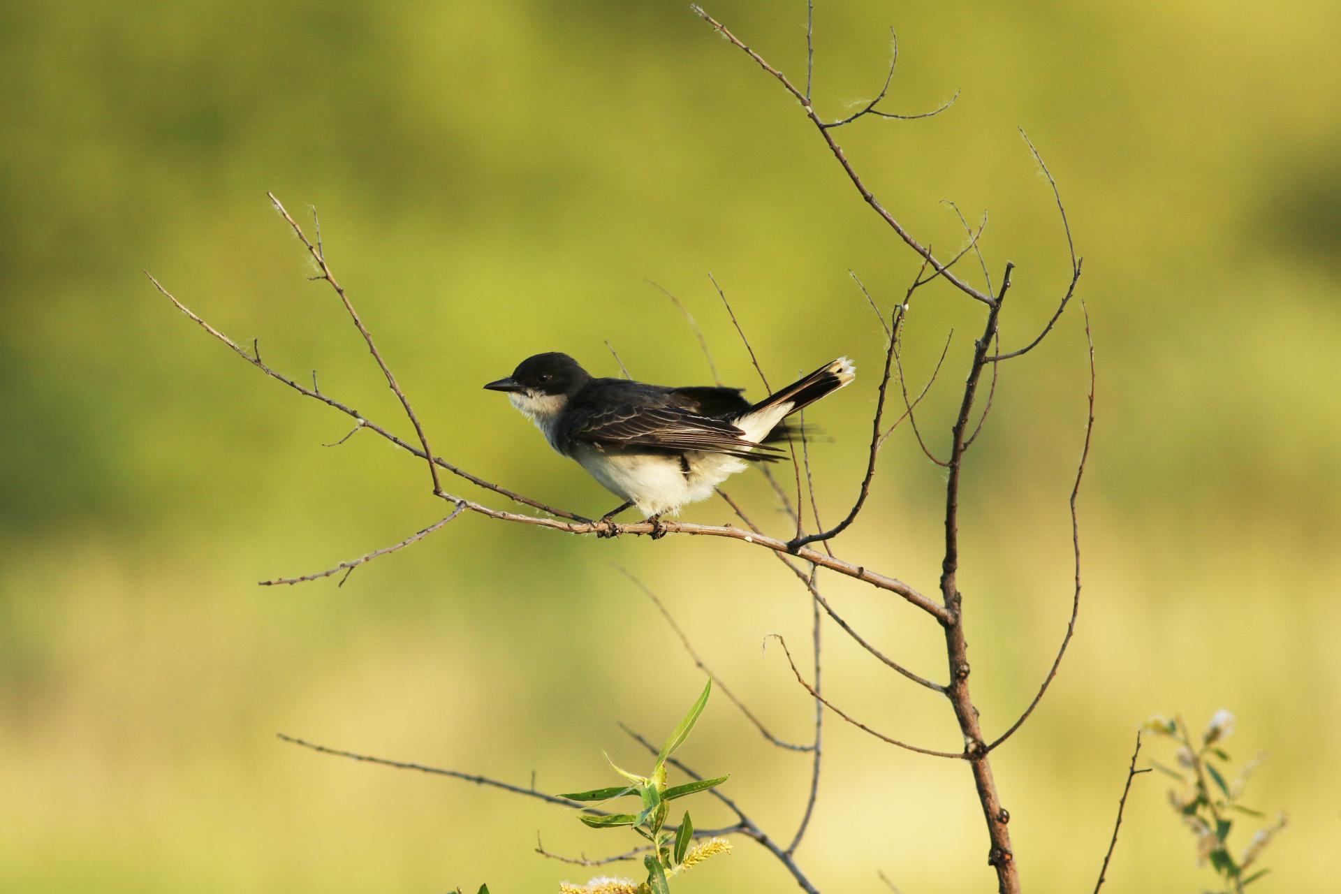 tyran-tritri-Eastern-kingbird