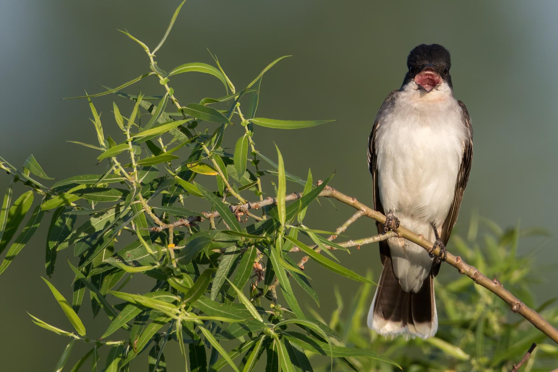 tyran-tritri-Eastern-kingbird