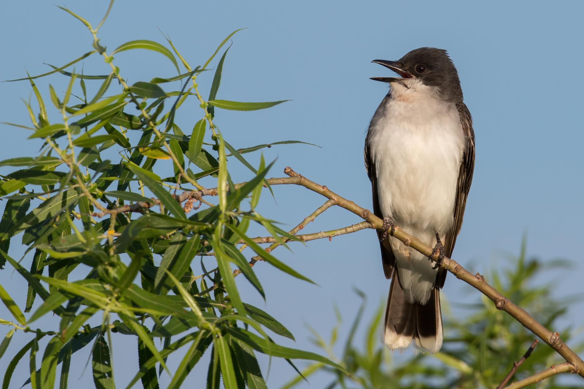 tyran-tritri-Eastern-kingbird