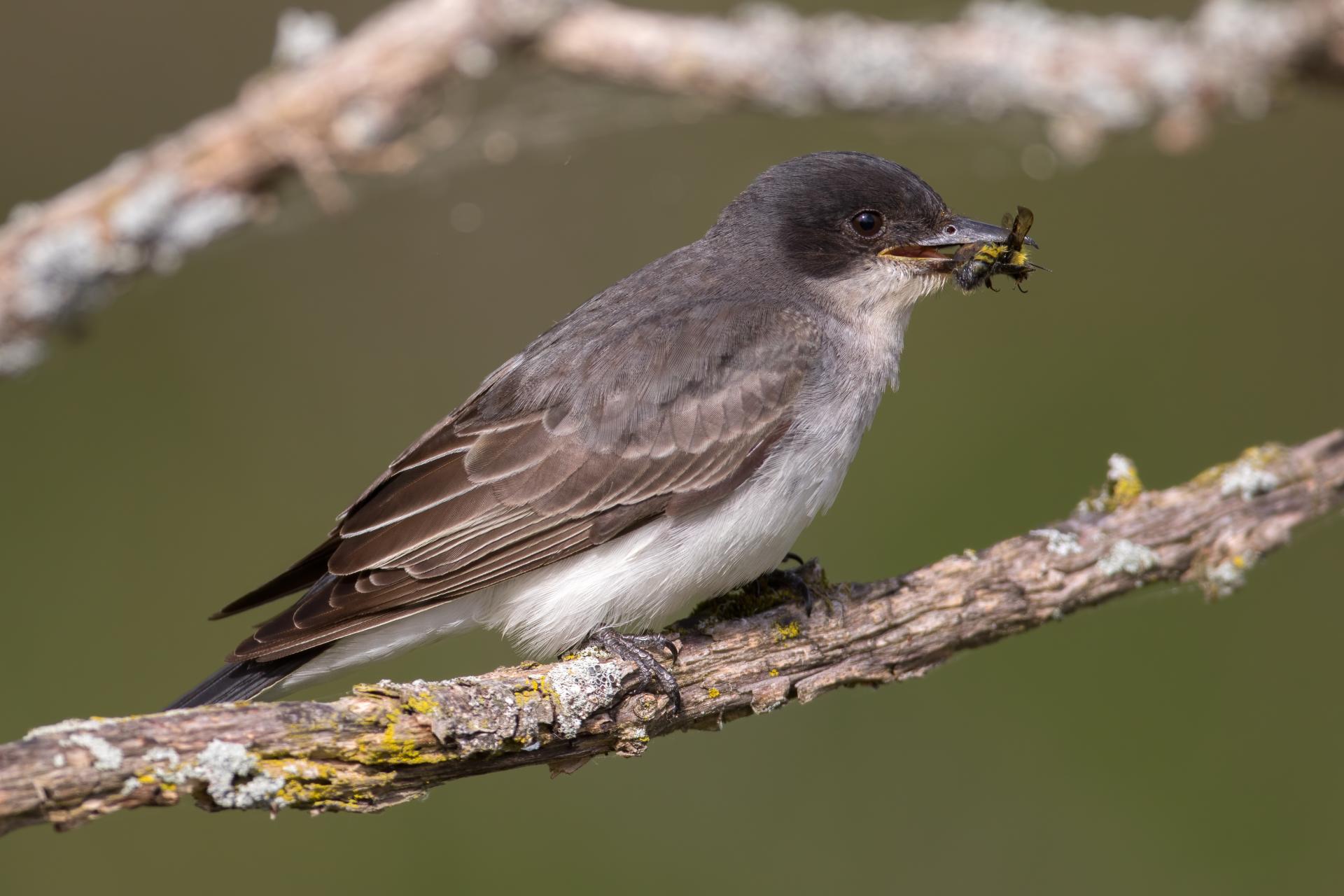 tyran-tritri-Eastern-kingbird