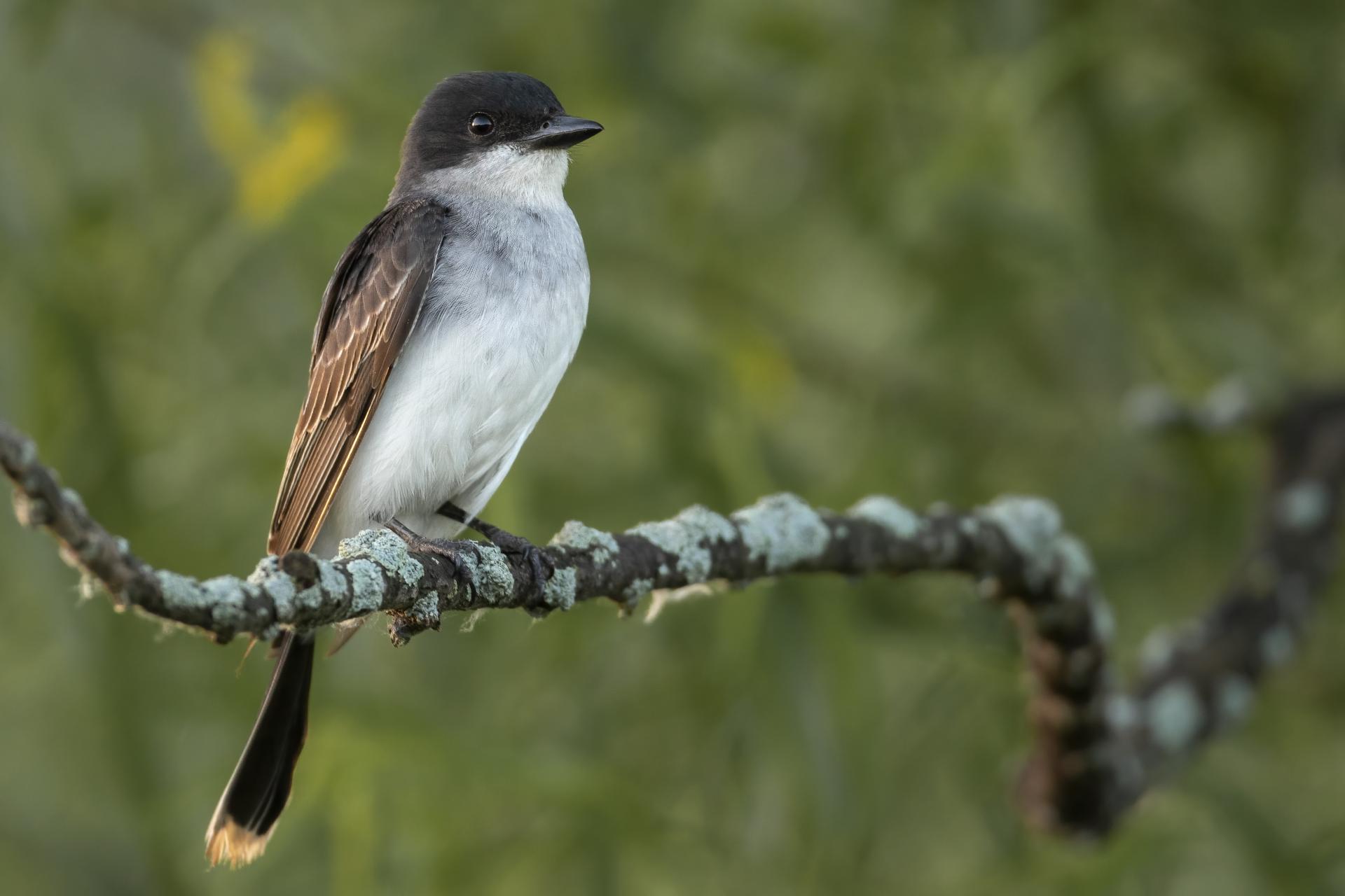 tyran-tritri-Eastern-kingbird