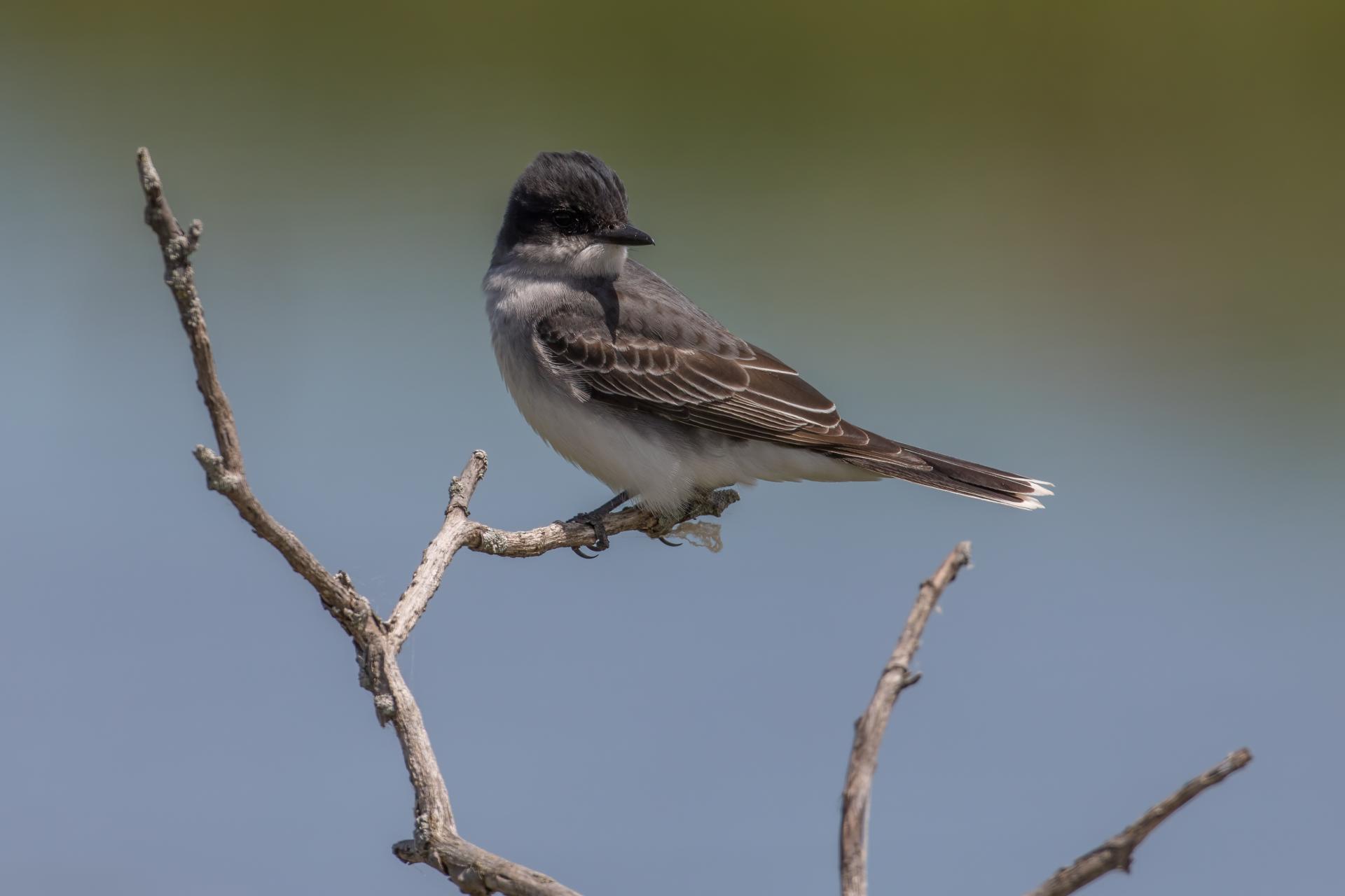 tyran-tritri-Eastern-kingbird